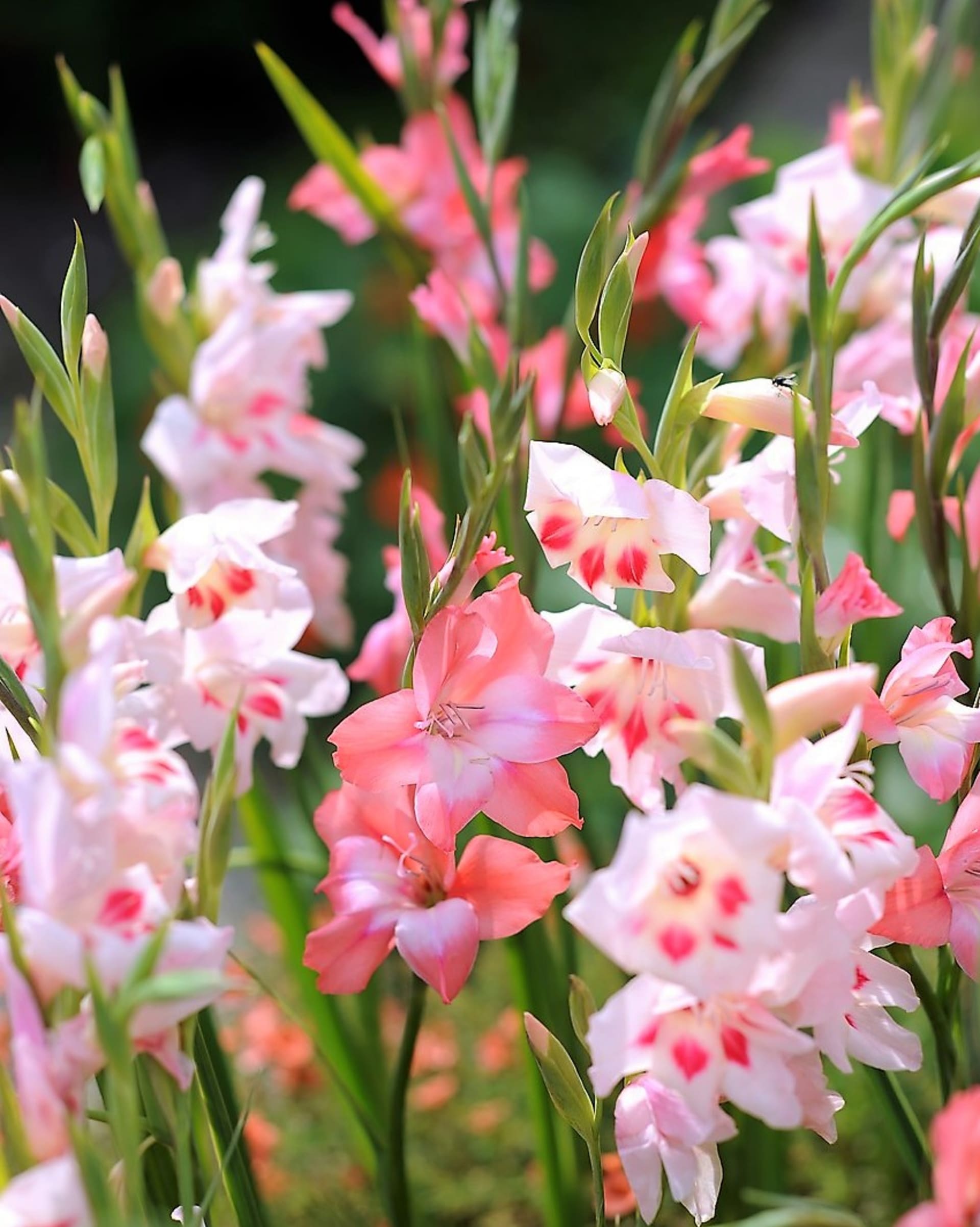 Hybrid Gladiolus tubergenii, pojmenovaný po svém šlechtiteli Van Tubergenovi, patří mezi nejdříve kvetoucí mečíky, kvete v květnu a červnu.