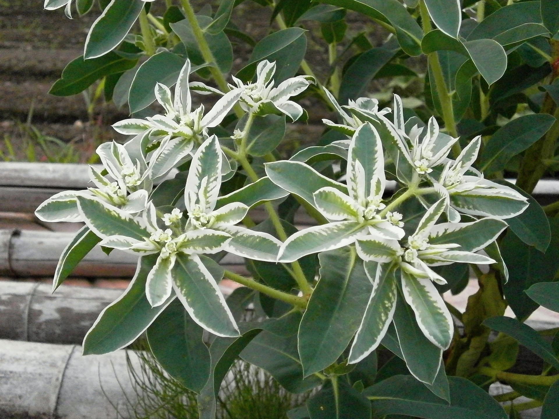 Pryšec (Euphorbia) 4