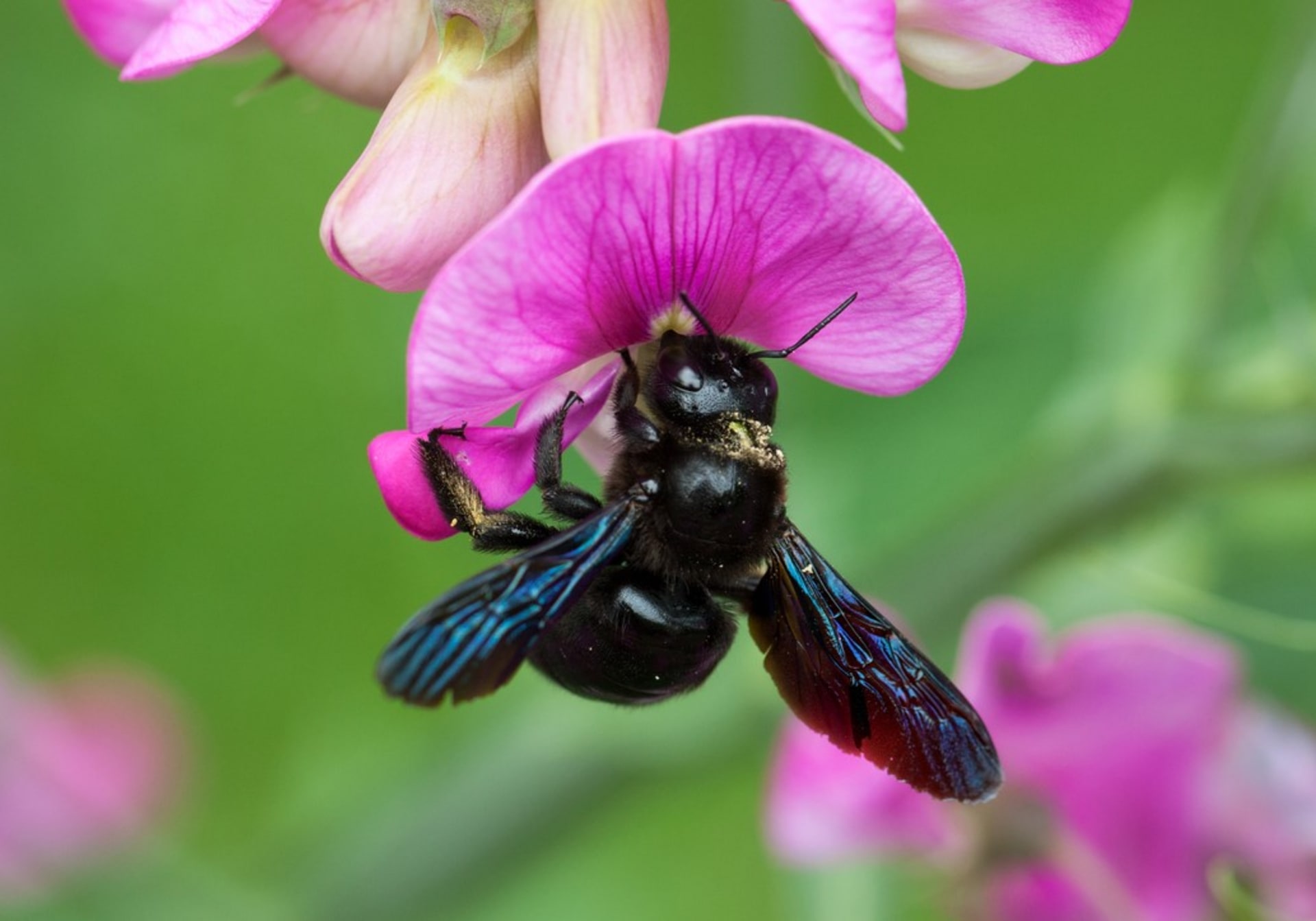 Drvodělka, obří včela samotářka, je neškodná a užitečná 