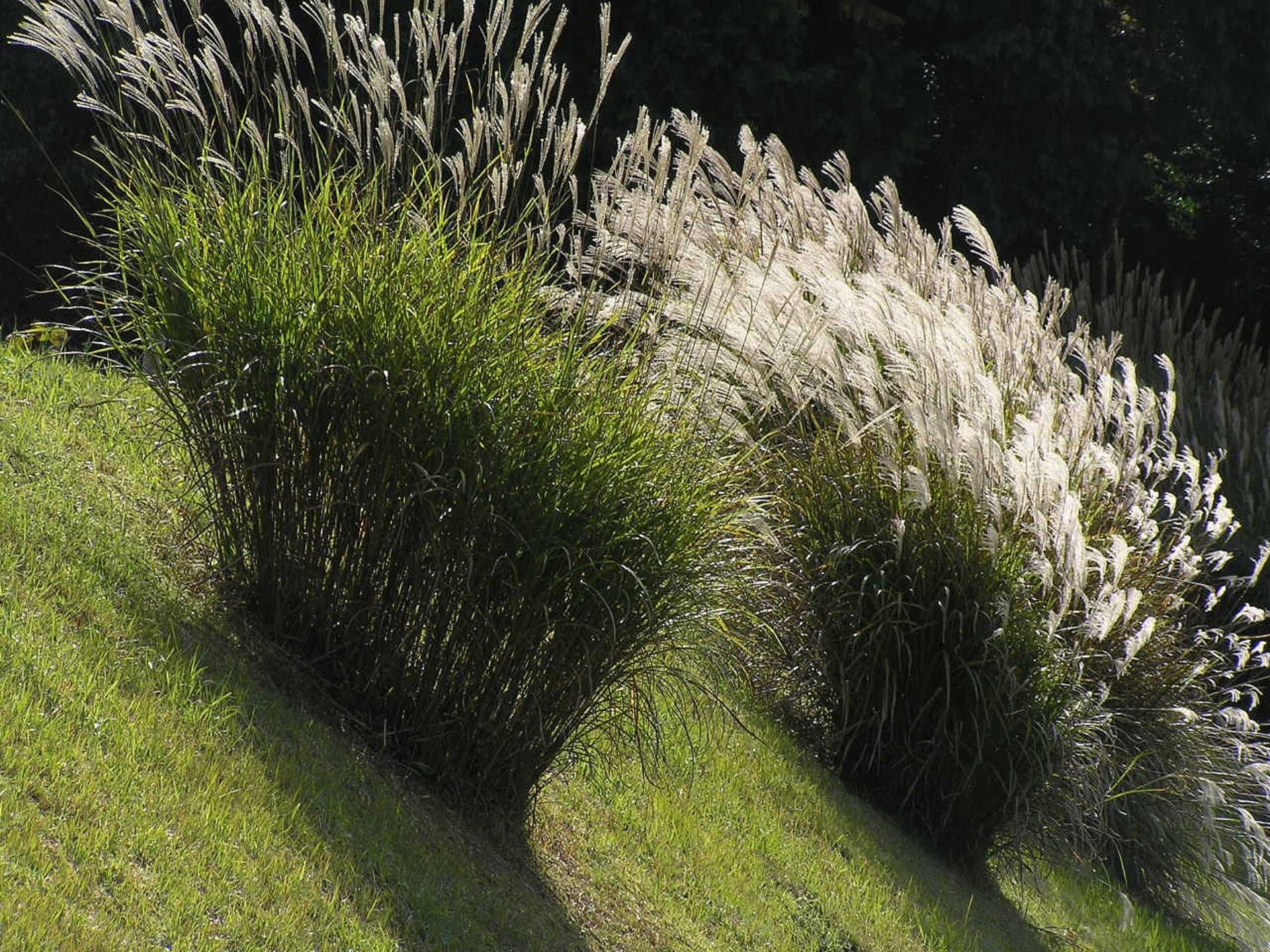 Soliterní traviny - Obrázek 1 - Ozdobnice čínská (Miscanthus sinensis)