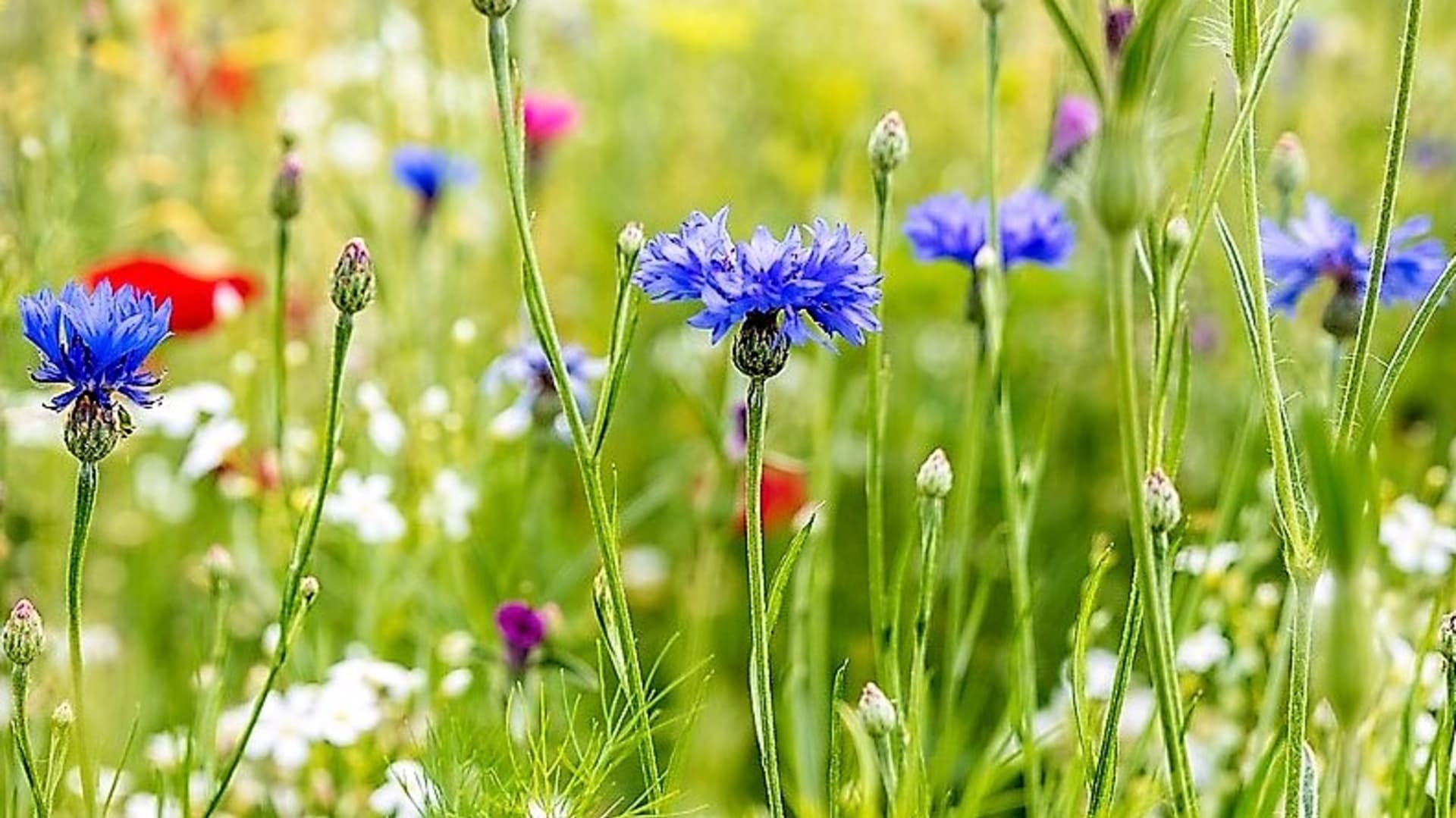 Chrpa polní nebo modrá (Centaurea cyanus) je rozšířená luční bylina s krásnými sytě tmavě modré až fialové květy květy, která většinou roste spolu s vlčím mákem. 