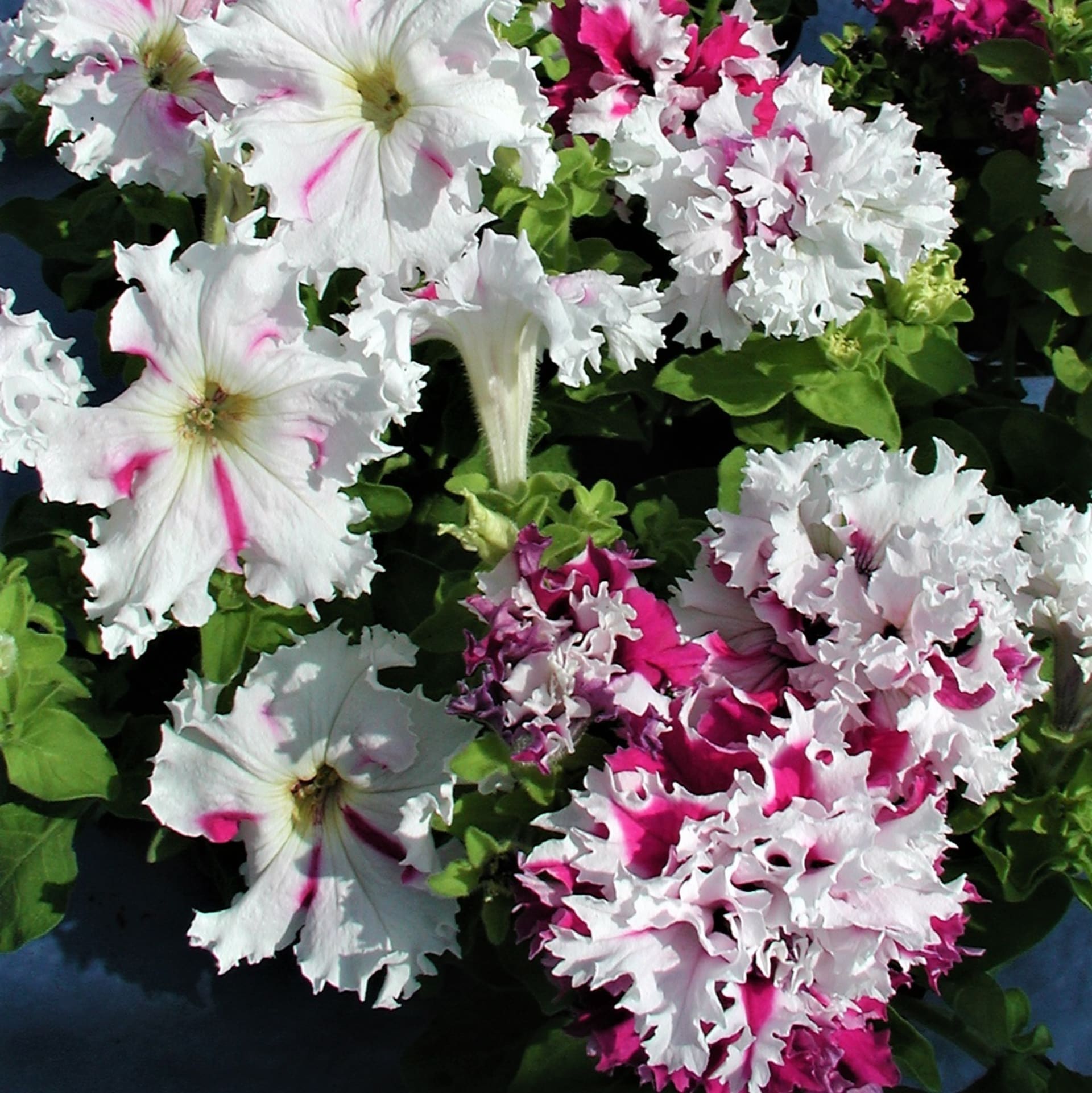 Petúnie velkokvěté (grandiflory): Pozdrav z Jaroměře má bílé květy s růžovými a fialovými skvrnami, třepenitý okraj květu, jsou jednoduché a plnokvěté