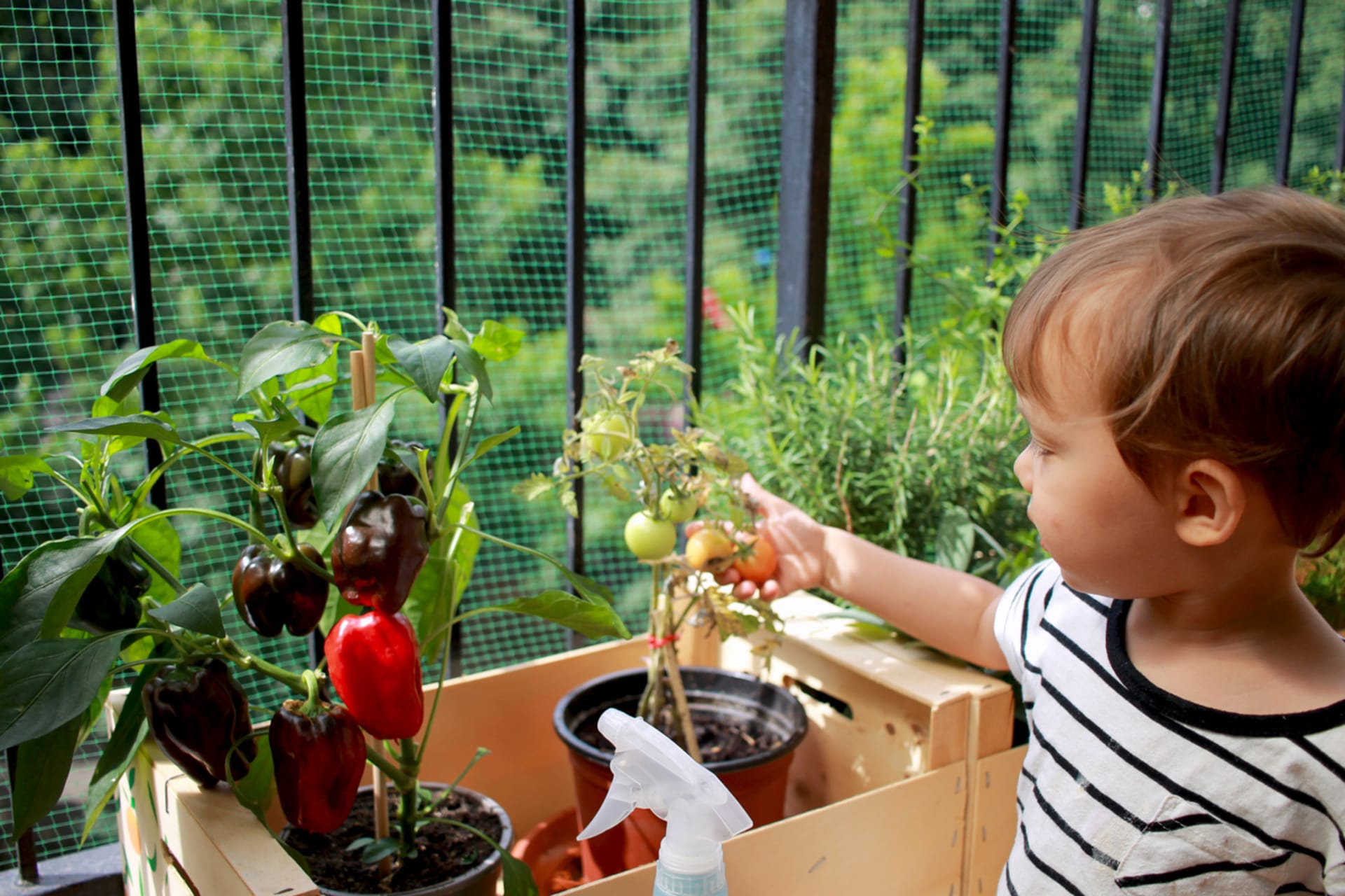 Založte s dětmi zeleninový balkon nebo záhon 