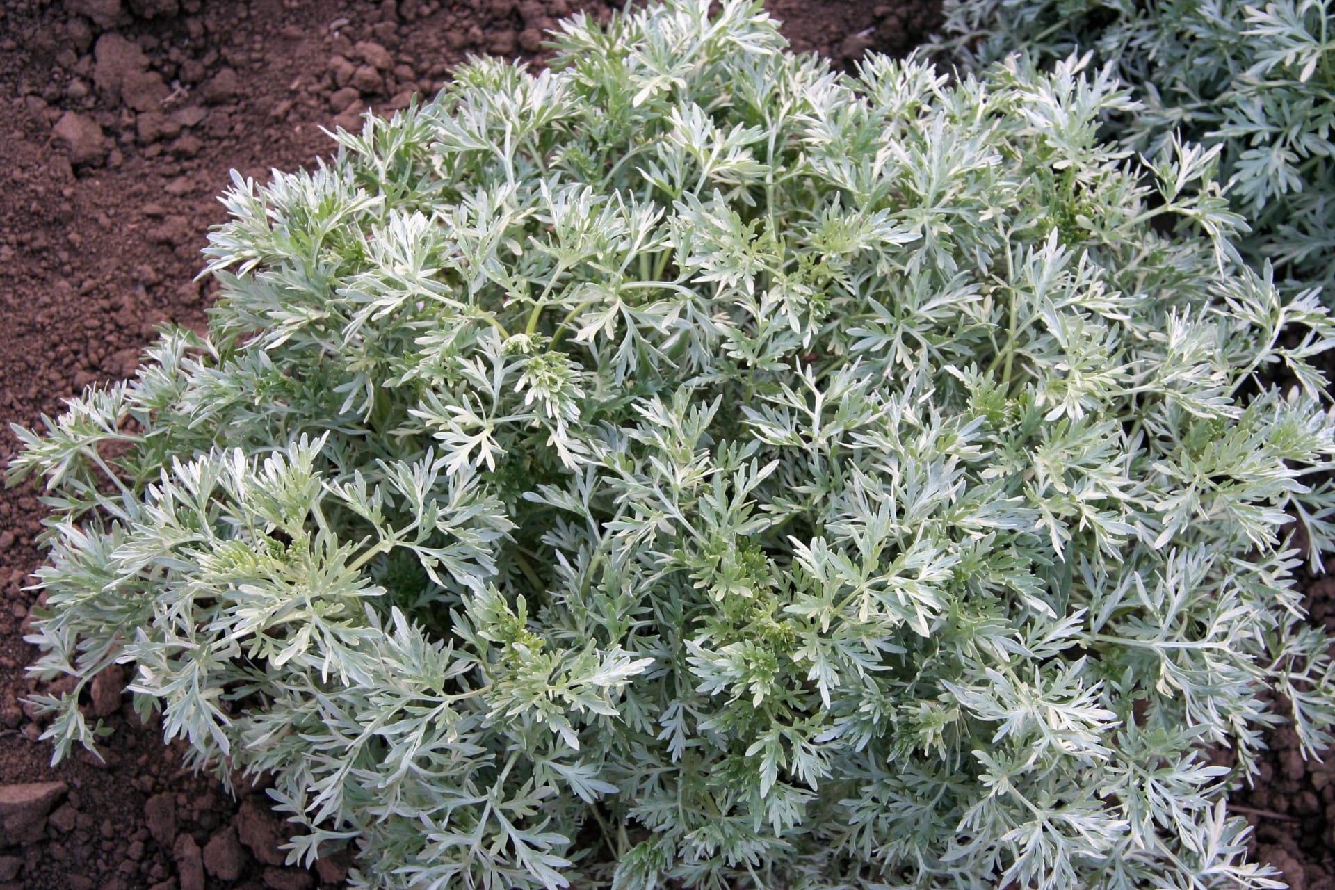 Pelyněk pravý (Artemisia absinthium) je vytrvalá bylina vysoká okolo jednoho metru a roste obvykle v trsech. Celá rostlina, ale zejména listy jsou stříbrošedě plstnaté.