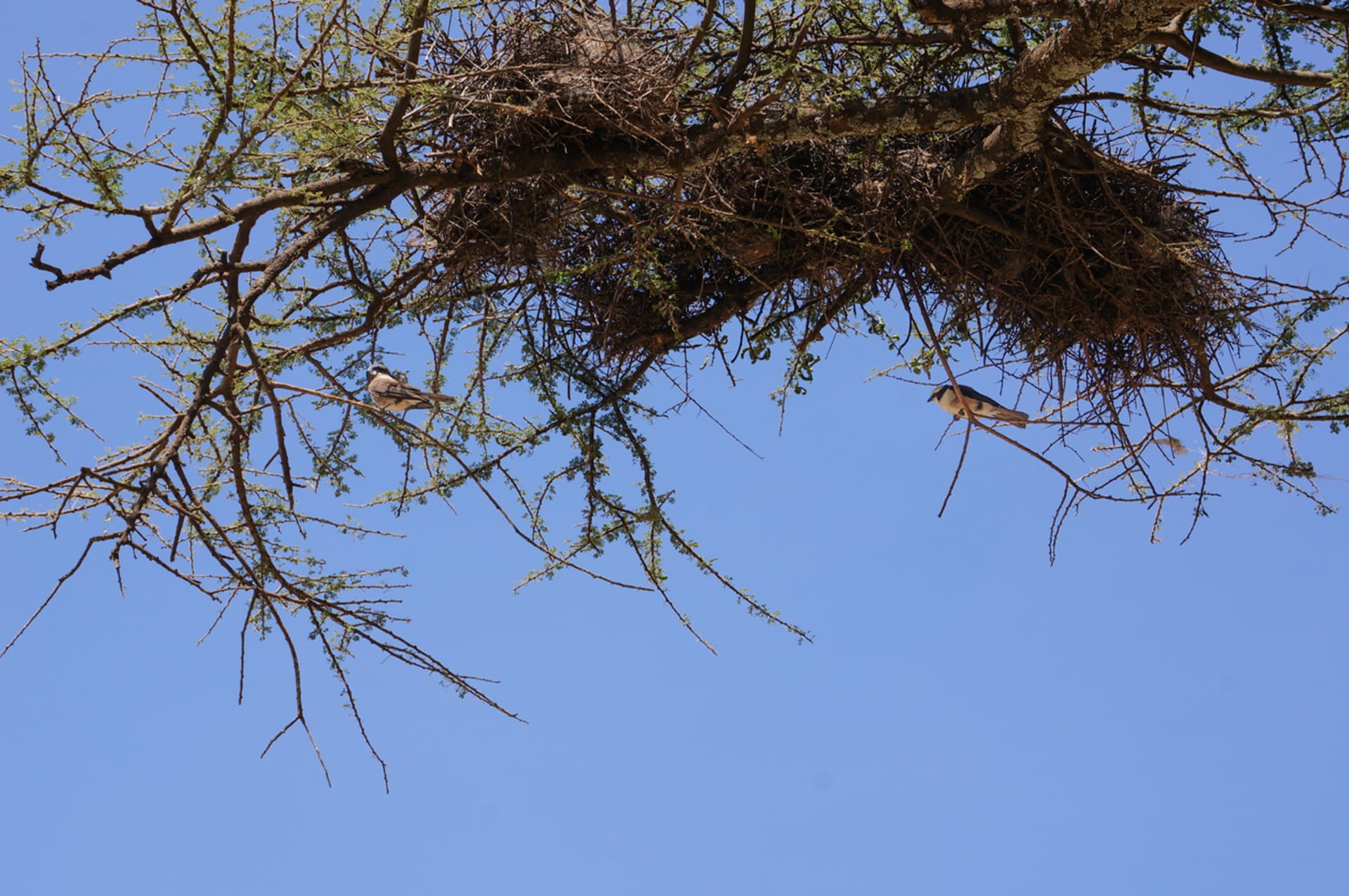 Zajímavá hnízda na větvích stromů nemají na svědomí ptáci, ale sama příroda