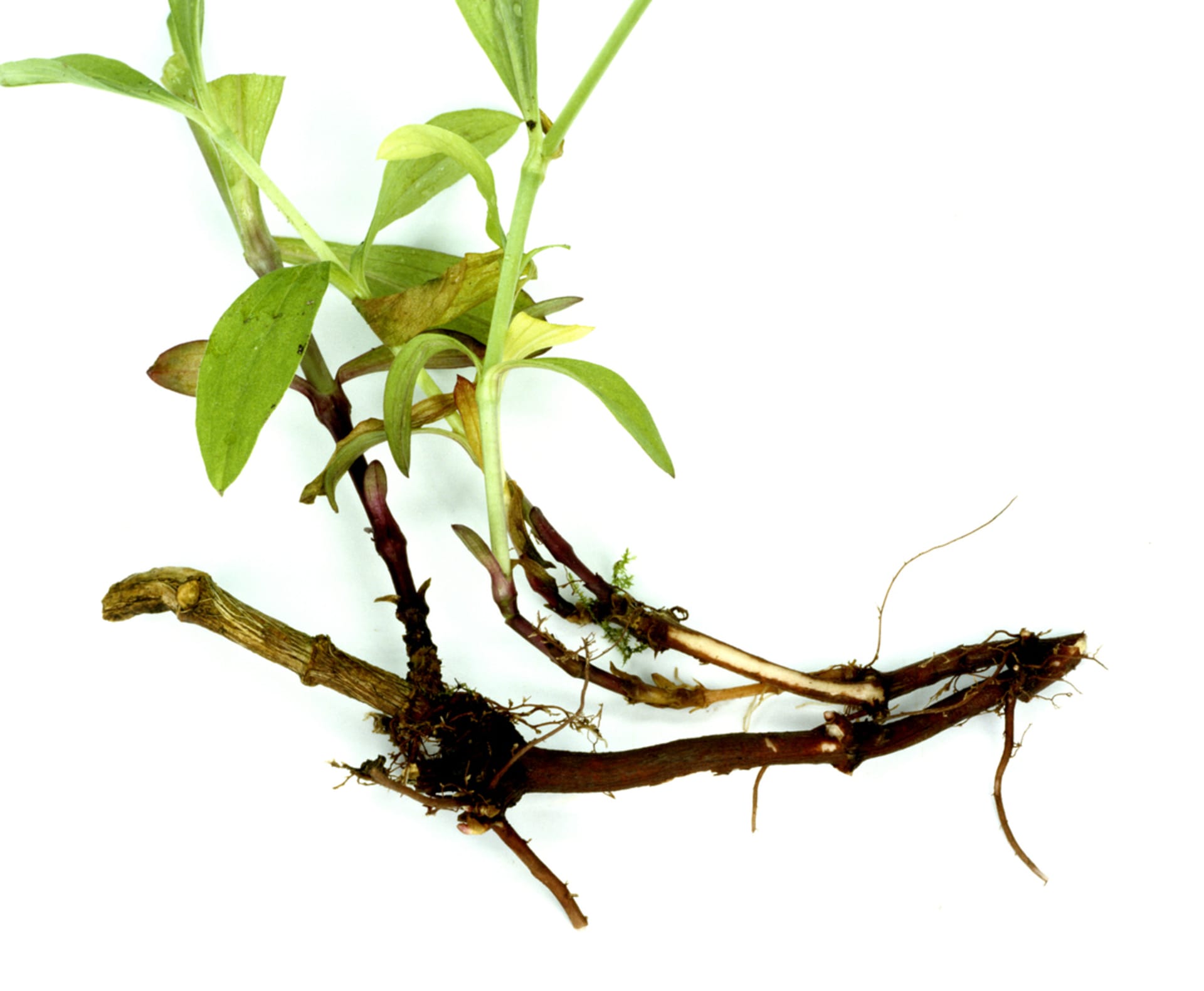 Mydlice lékařská: Saponiny ve vysoké koncentraci obsahuje hlavně aromatický kořen, méně nať (stonek a listy).