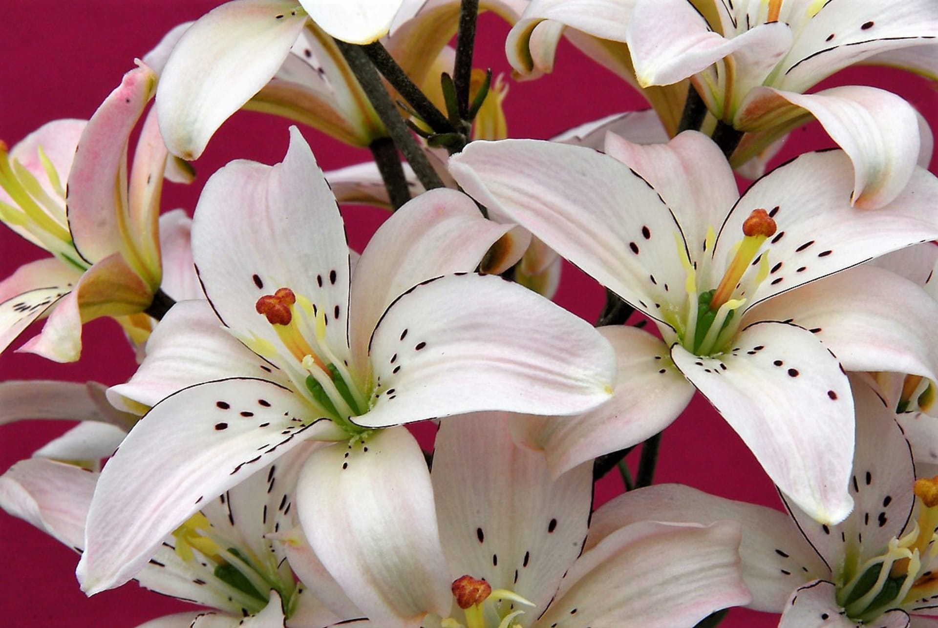 Asijské hybridní lilie patři k nejpopulárnějším skupinám lilií, které se u nás pěstují v zahradě a jsou vhodné k řezu  Na snímku kultirvar Spring Pink Ait. 
