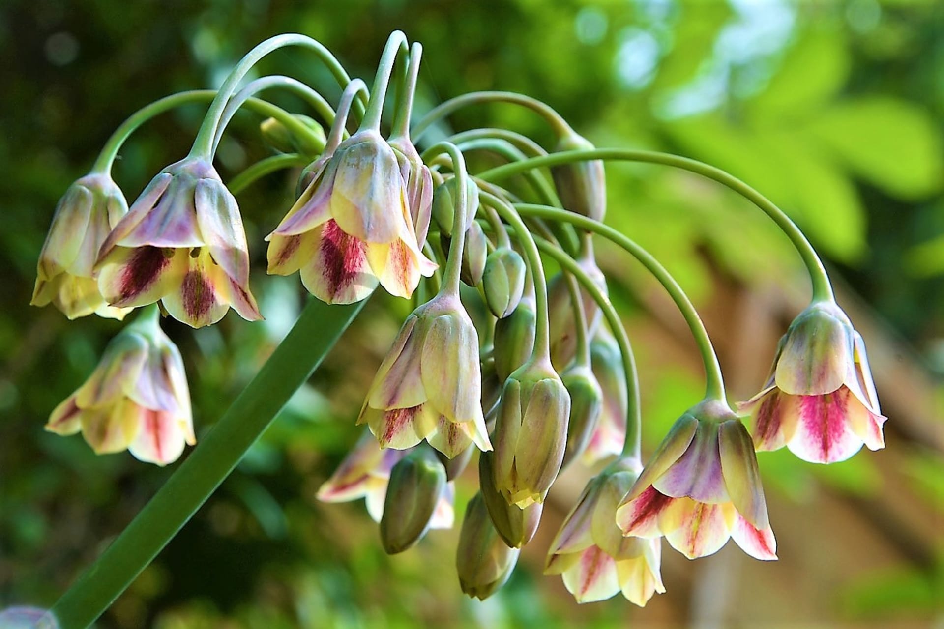 Atraktivní česnek sicilský (Nectaroscordum siculumči Allium siculum), známý taky jako středomořské zvonky, medový česnek nebo bulharská cibule.