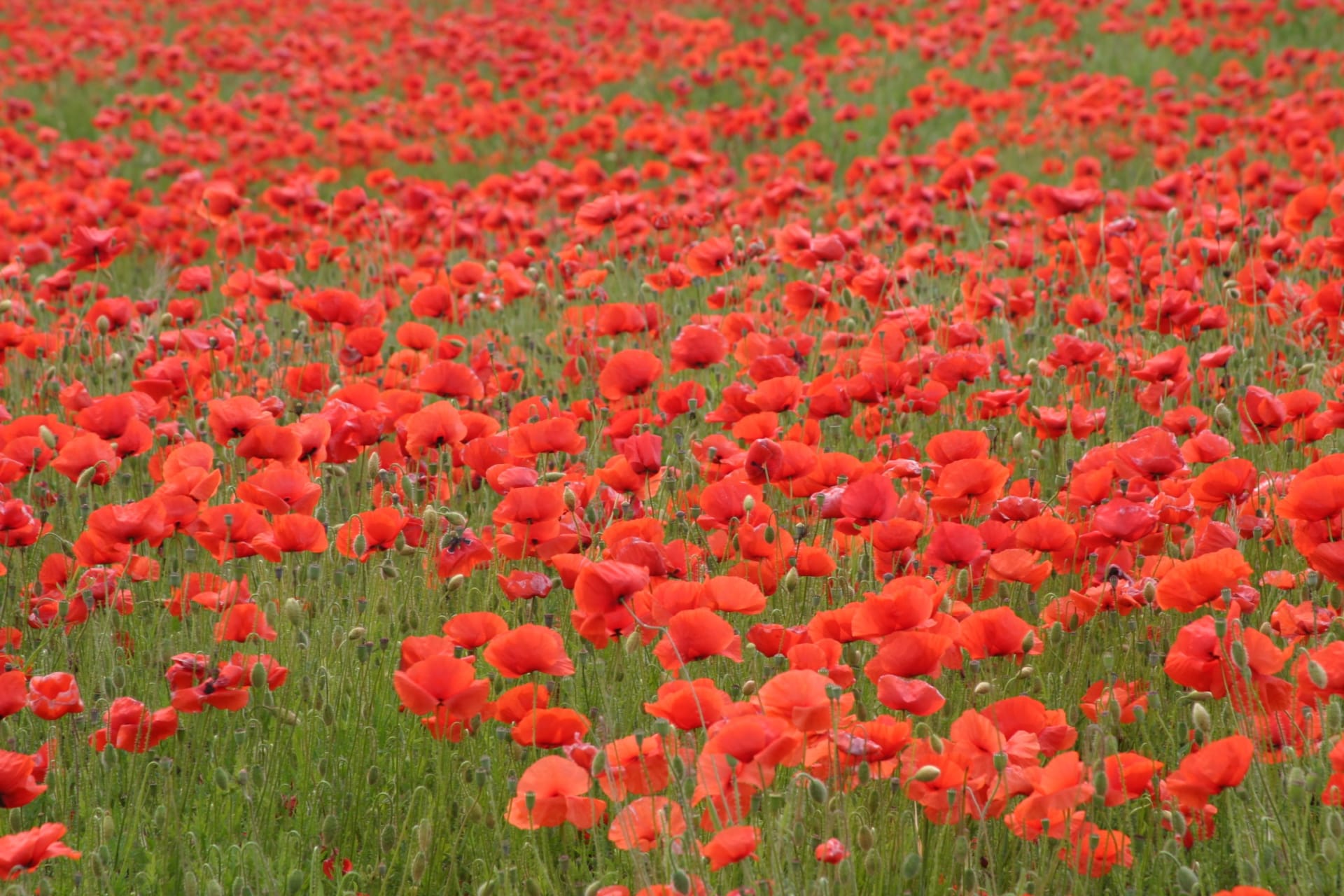 Květ vlčího máku se po první světové válce stal symbolem Dne vzpomínek a Dne válečných veteránů (11. listopadu). 