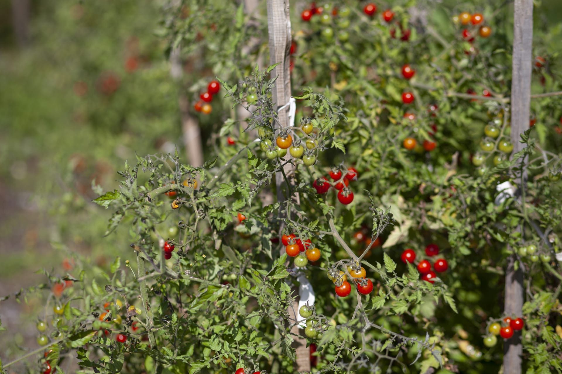 Divoké rajče (Solanum pimpinellifolium) 