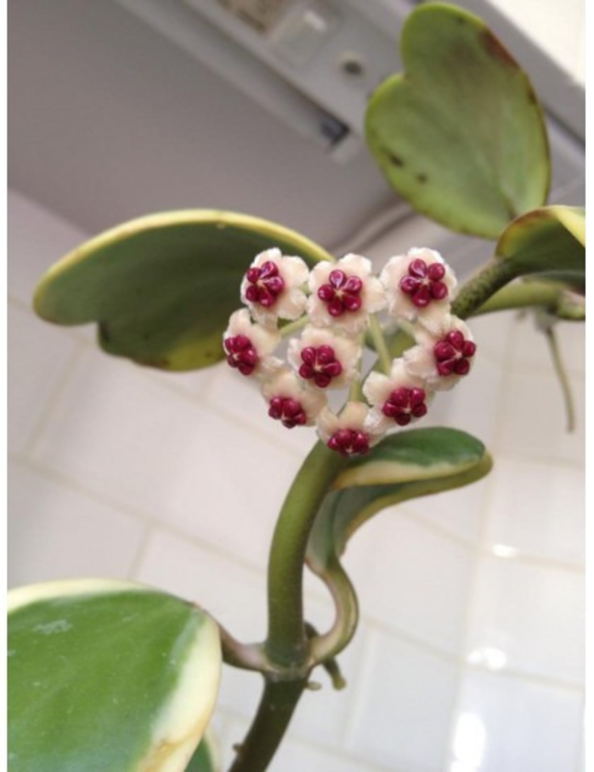 Valentýnská voskovka (Hoya kerrii) 5
