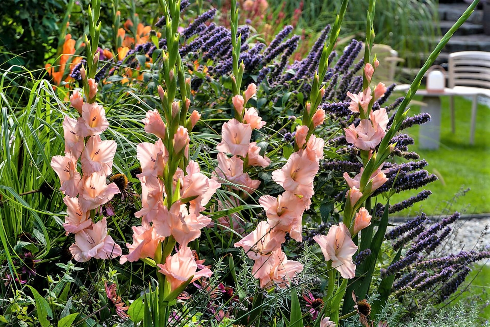 Šest nejkrásnějších letních cibulovin: Zahradní mečíky se šlechtí od roku 1841 a dnes existuje několik desítek tisíc různých kultivarů. Dělí se do různých skupin, například na trpasličí, malokvěté, velkokvěté, motýlokvěté atd.