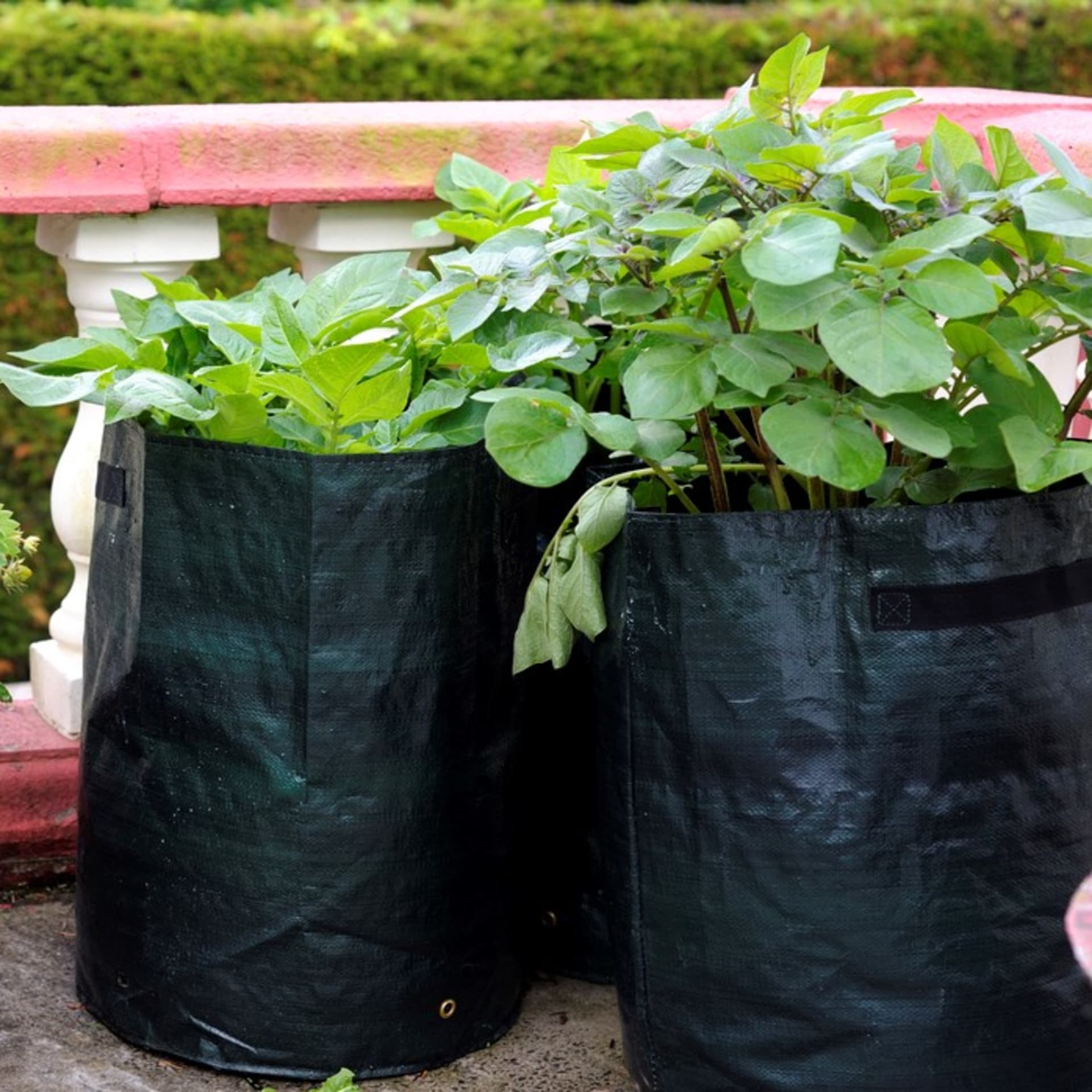 Brambory můžete pěstovat i na terase či balkóně třeba v pytlích.