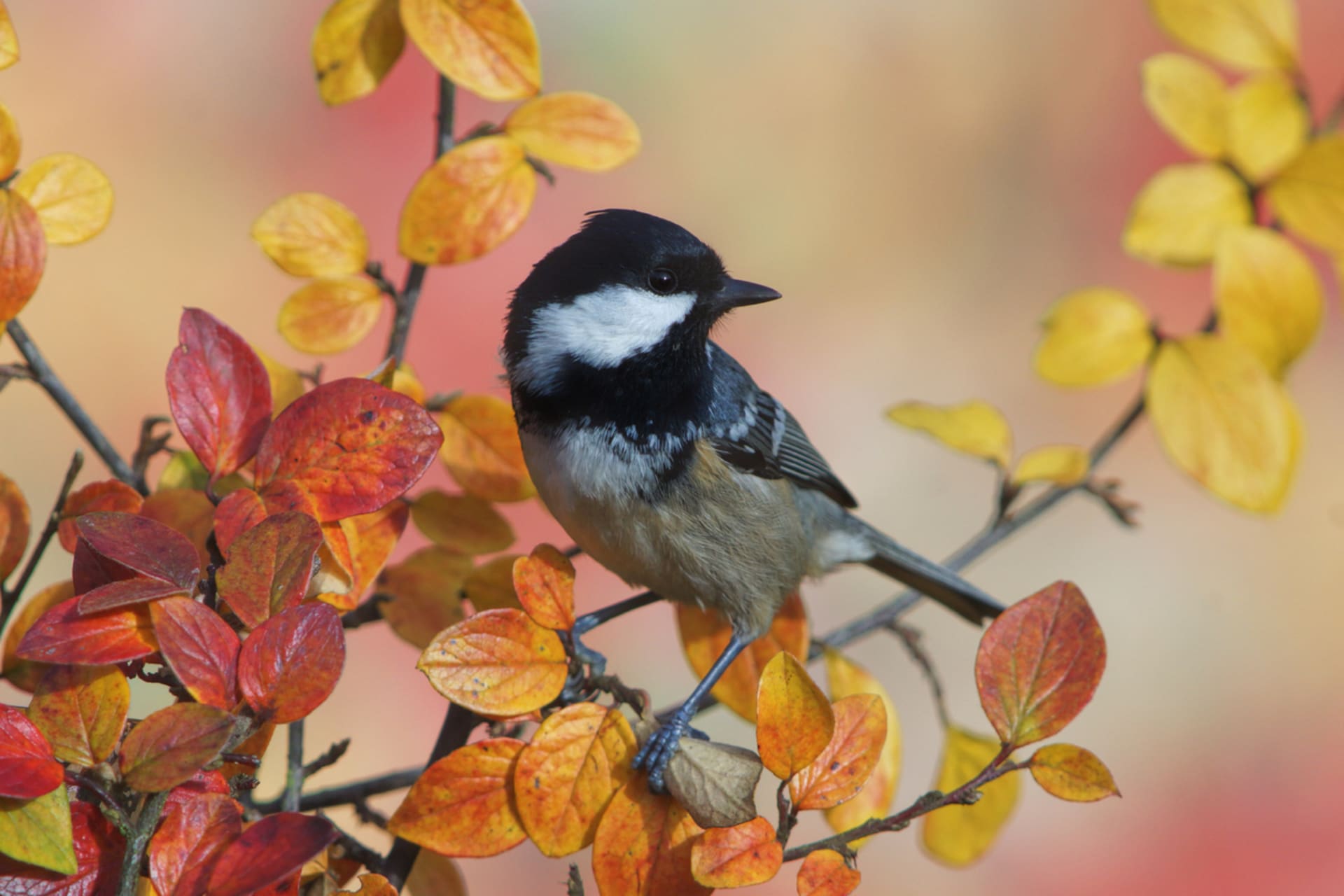Celoroční dokrmování a pestré zahrady mohou pomoci s úbytkem ptactva 3