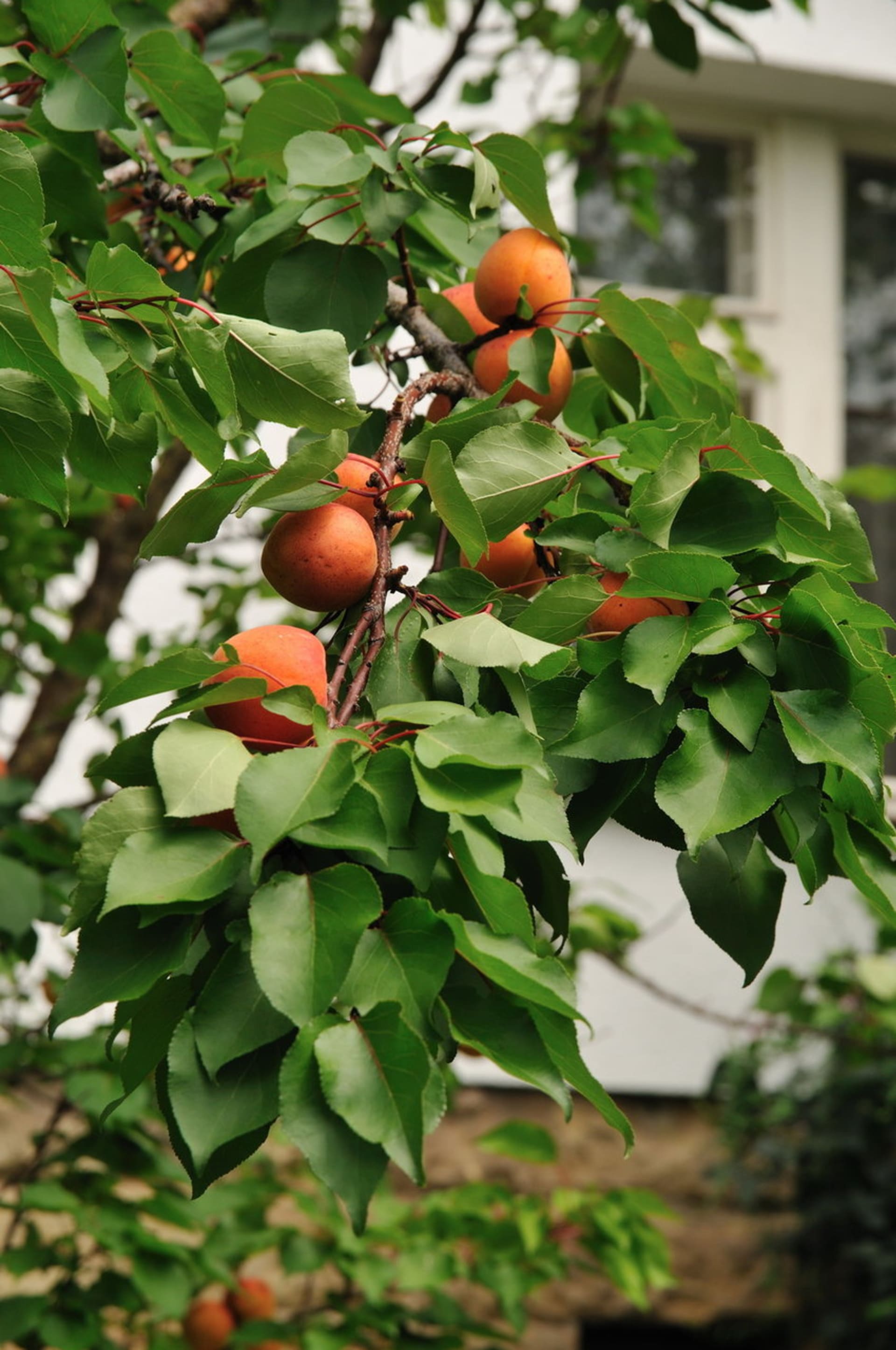 Meruňka/Prunus armeniaca
