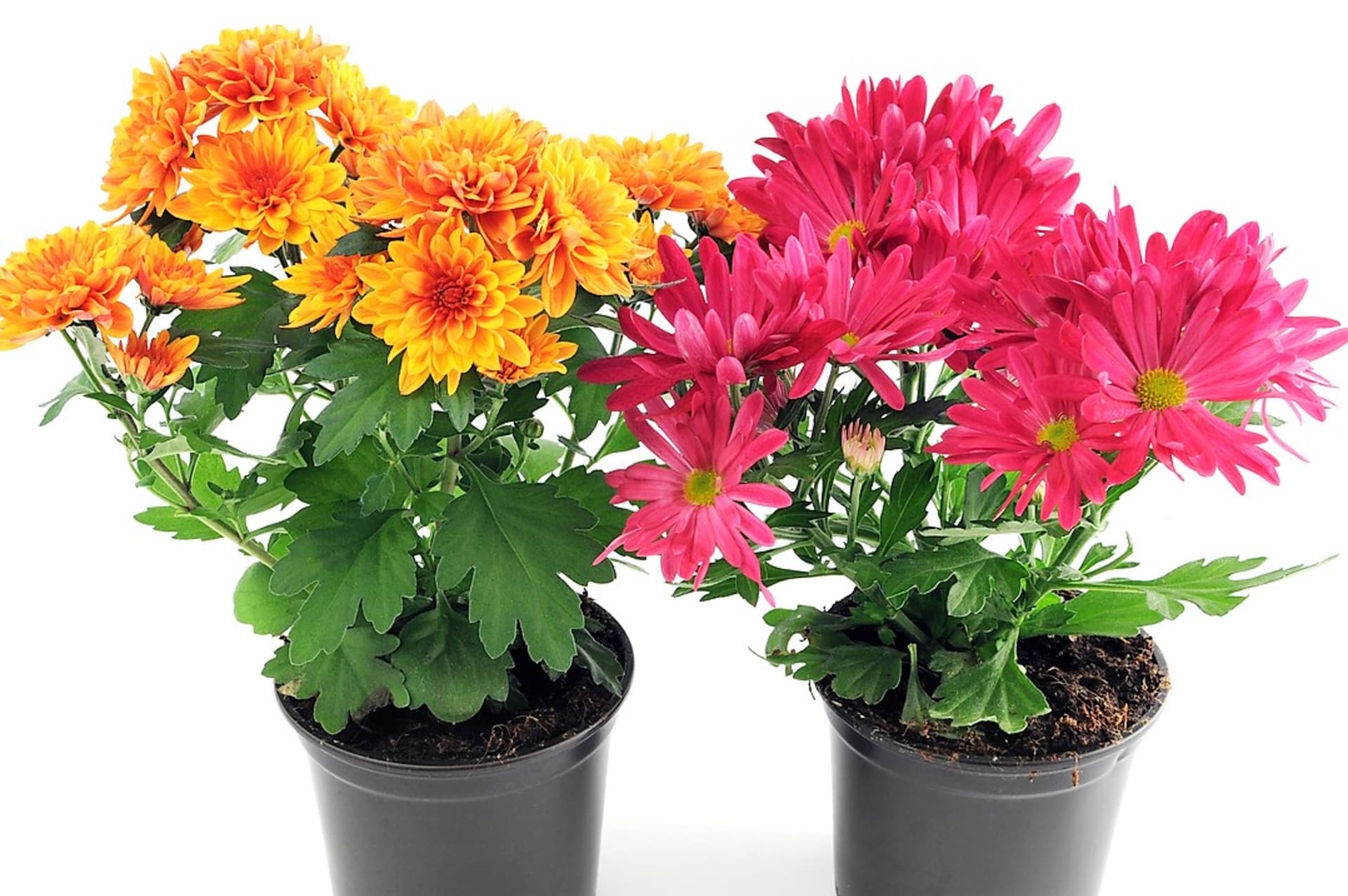 Proč doma pěstovat květiny: Chryzantémy (Chrysanthemum) nás zbavují cigaretového kouře a benzenu. 