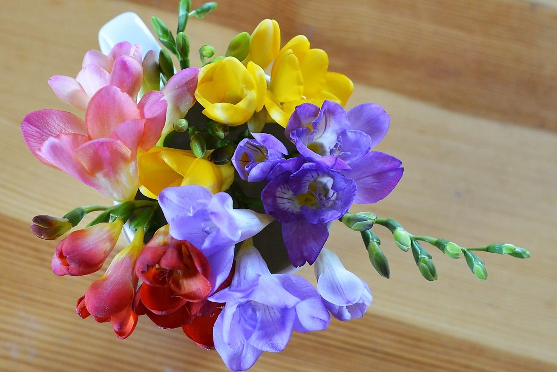 Proč doma pěstovat květiny 17Pohodu a klid přinášejí do domu zejména růže (Rosa), kosatce (Iris) a luční kvítí, dobrou náladu a pozitivní myšlenky vyvolávají frézie (Freesia).