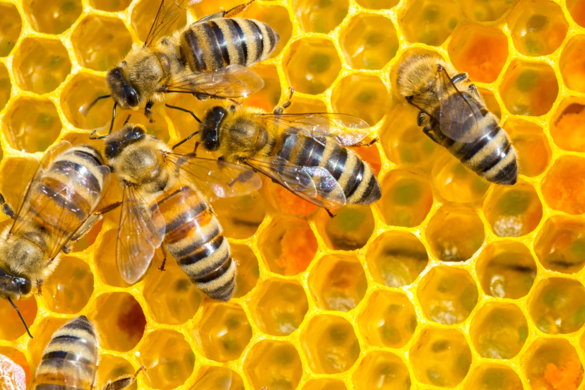 Včelí med je jen skvělý bonus navíc, k opylování rostlin