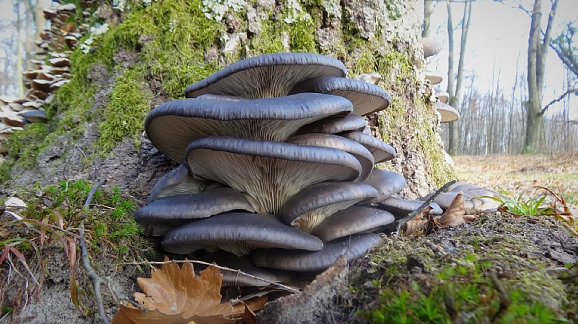 Hlíva ústřičná (Pleurotus ostreatus) je typicky zimní houba, ve volné přírodě ji můžeme najít a nasbírat zhruba od listopadu do března. 