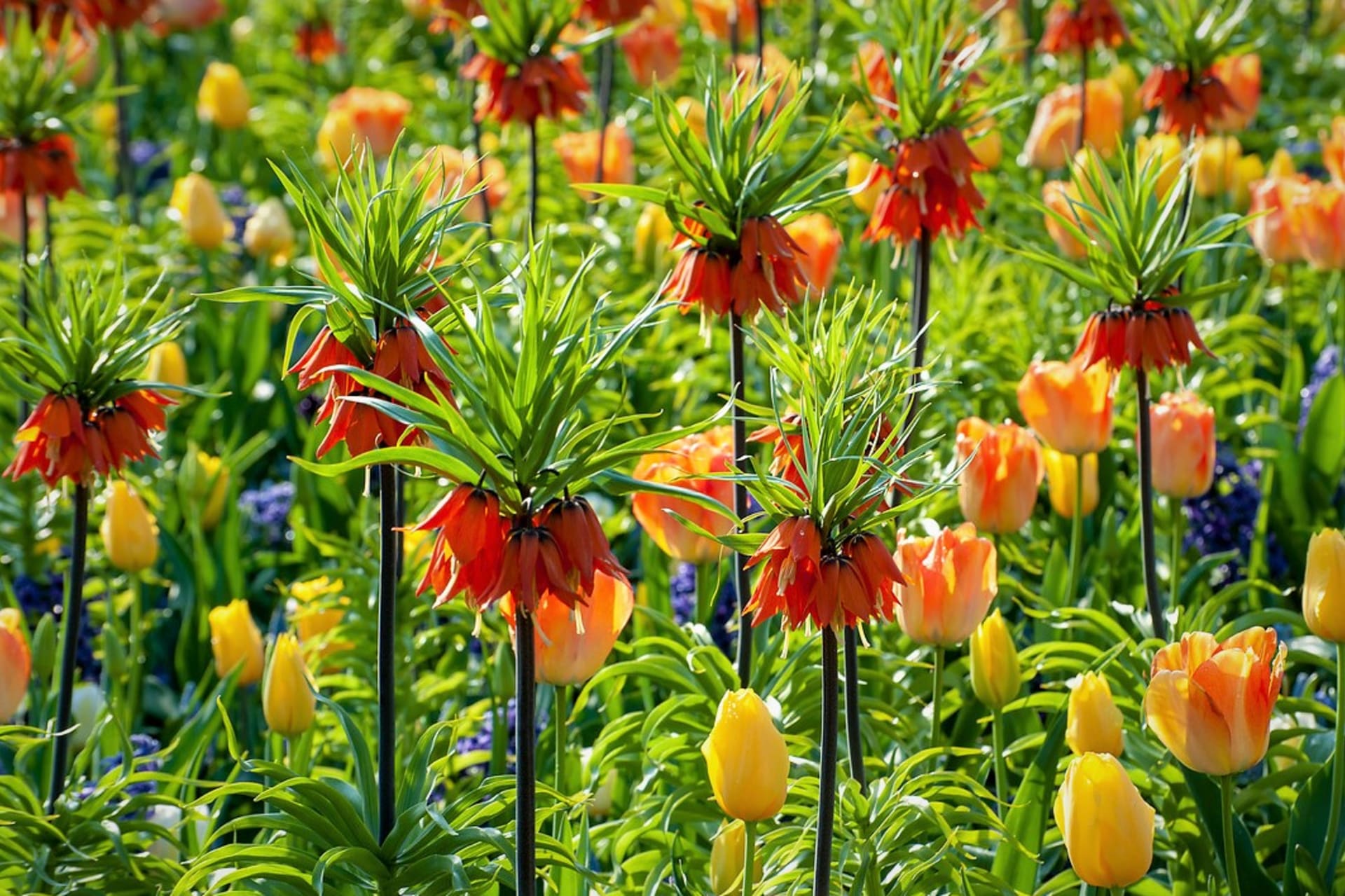 Nevšední řebčíky poutají na rozkvetlých jarních zahradách velkou pozornost, nabízejí zajímavé barvy, tvary i velikosti.