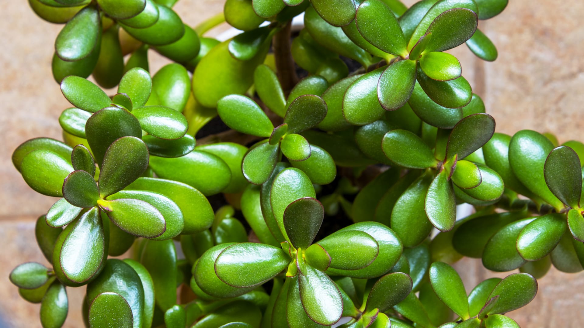 Tlustice: Dlouhověký sukulent můžete pěstovat i jako bonsaj 5