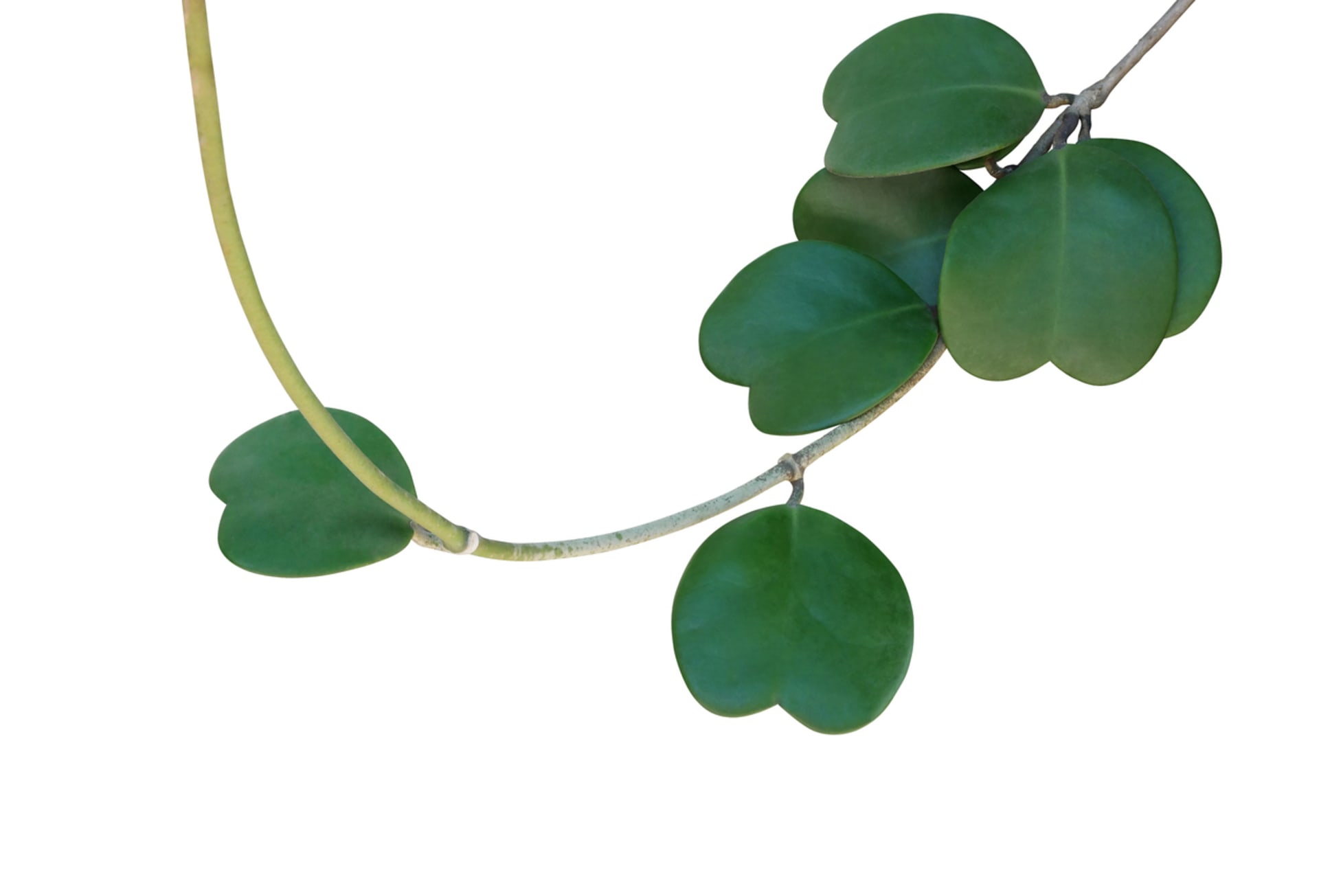 Valentýnská voskovka (Hoya kerrii) 3