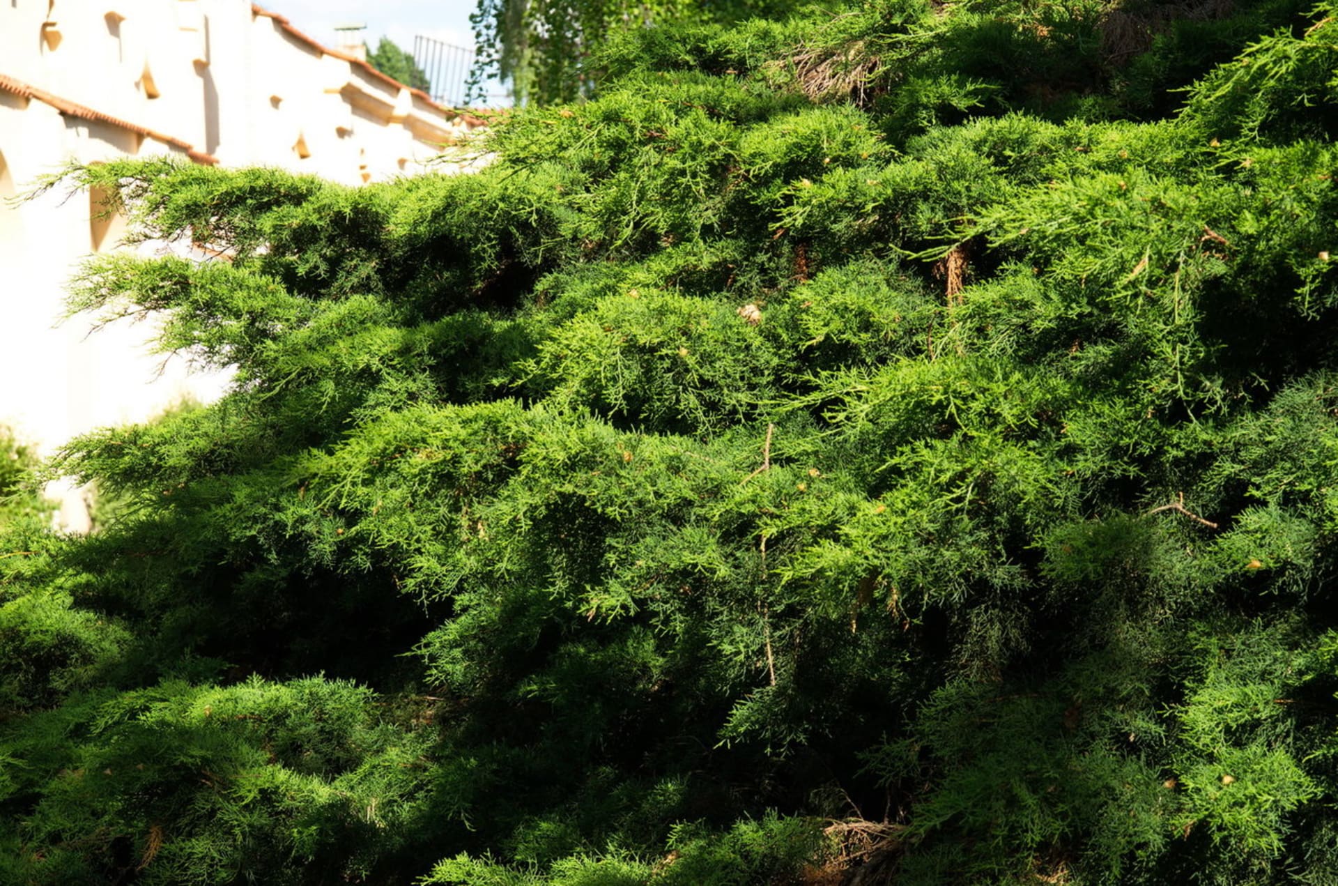 Jalovec čínský/Juniperus chinensis Pfitzeriana Aurea