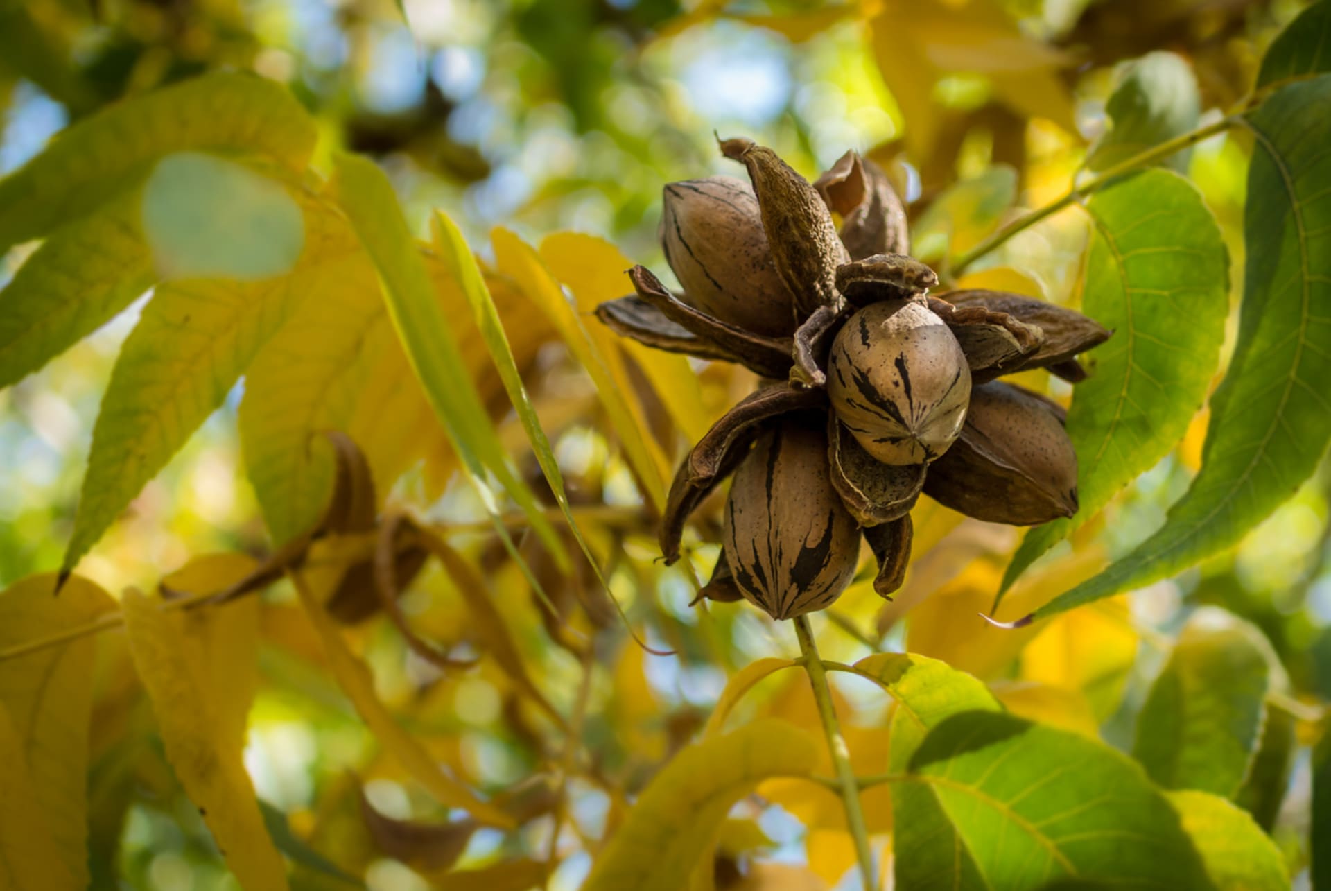 Ořechovec pekanový (Carya illinoinensis)