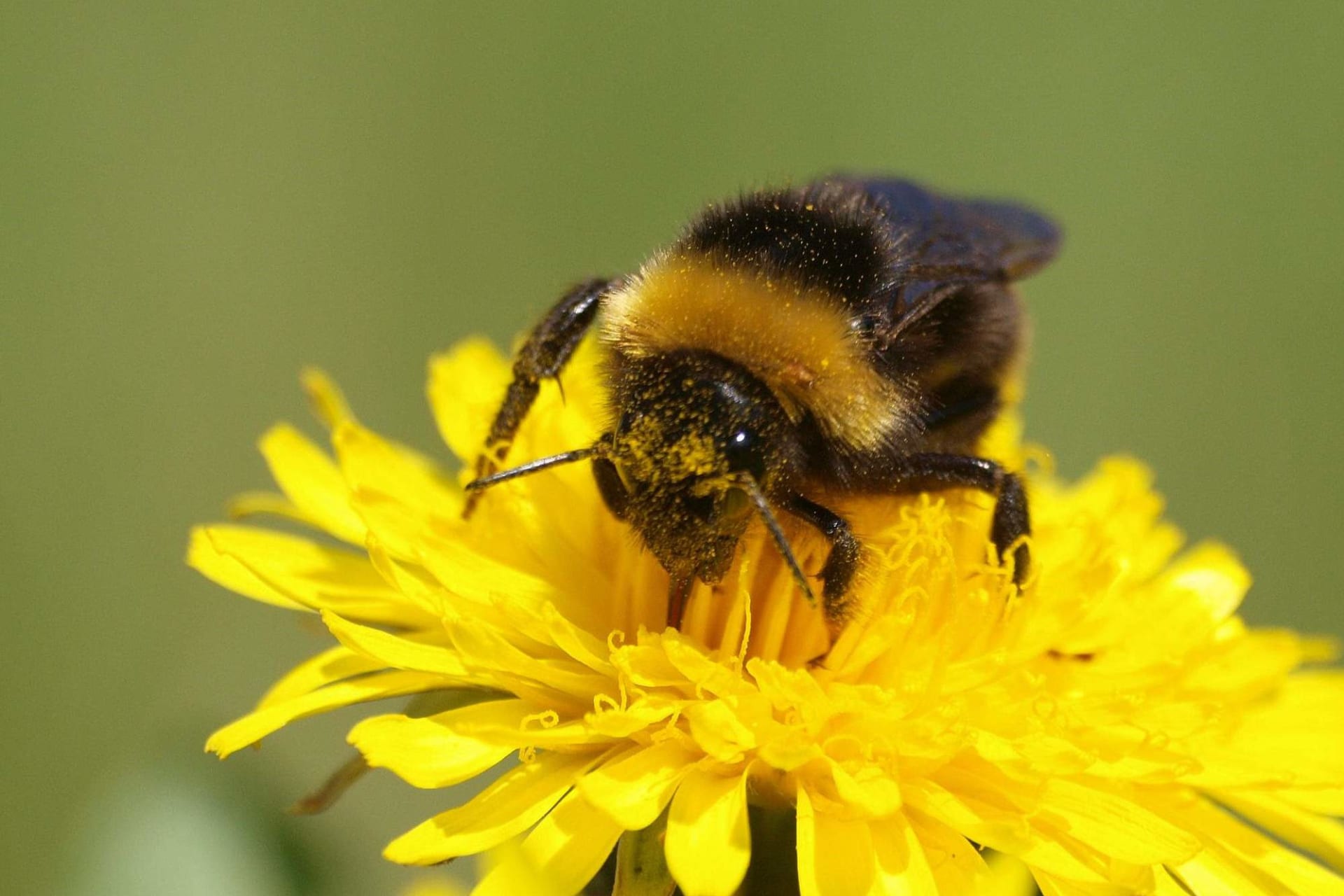 Věděli jste, že čmeláci patří mezi včely? 