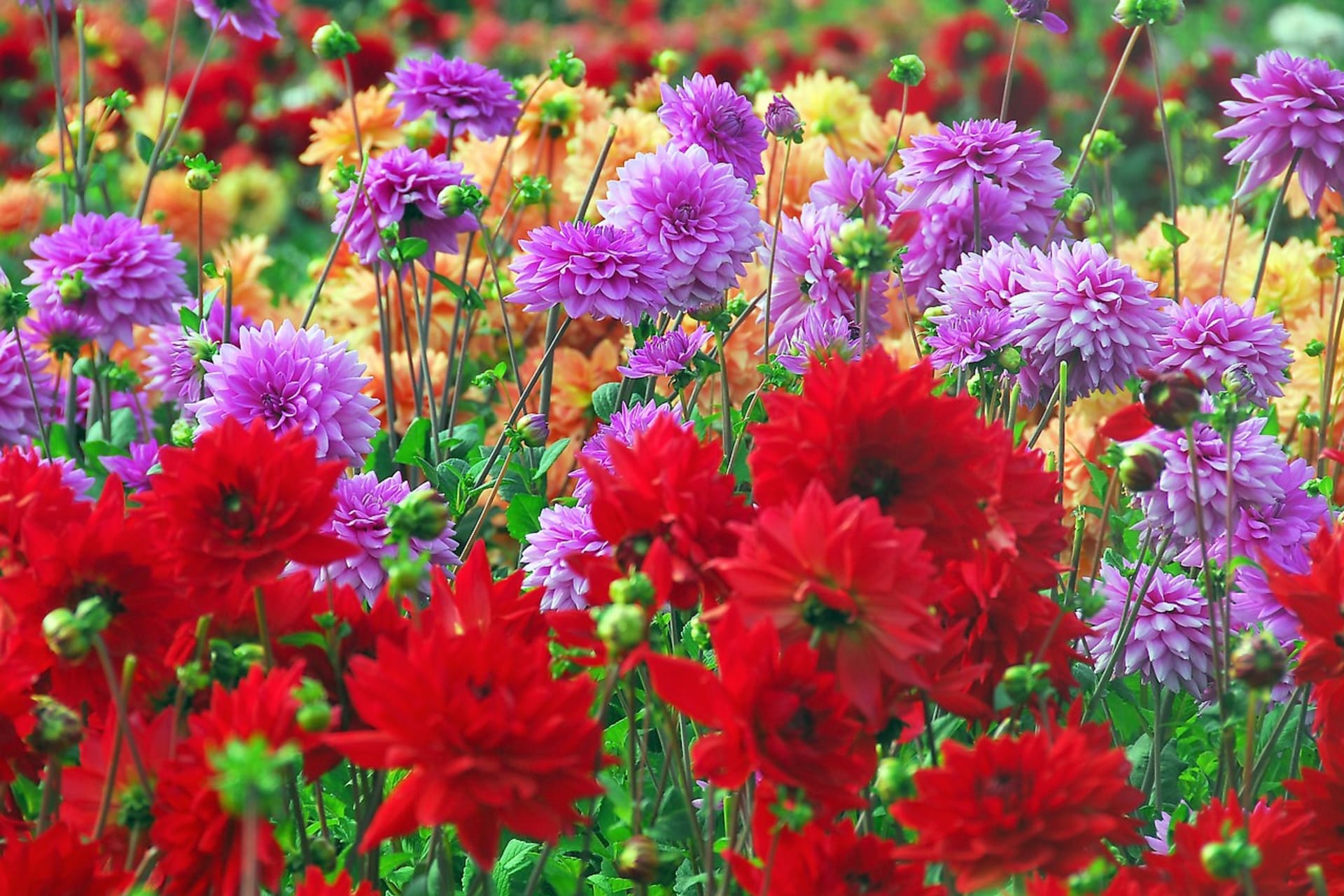 Šest nejkrásnějších letních cibulovin: Jiřinky (Dahlia) jsou okouzlující květiny, existují desítky tisíc kultivarů, jeden krásnější než druhý. Vybírat můžete z množství barev a výjimečných barevných kombinací.