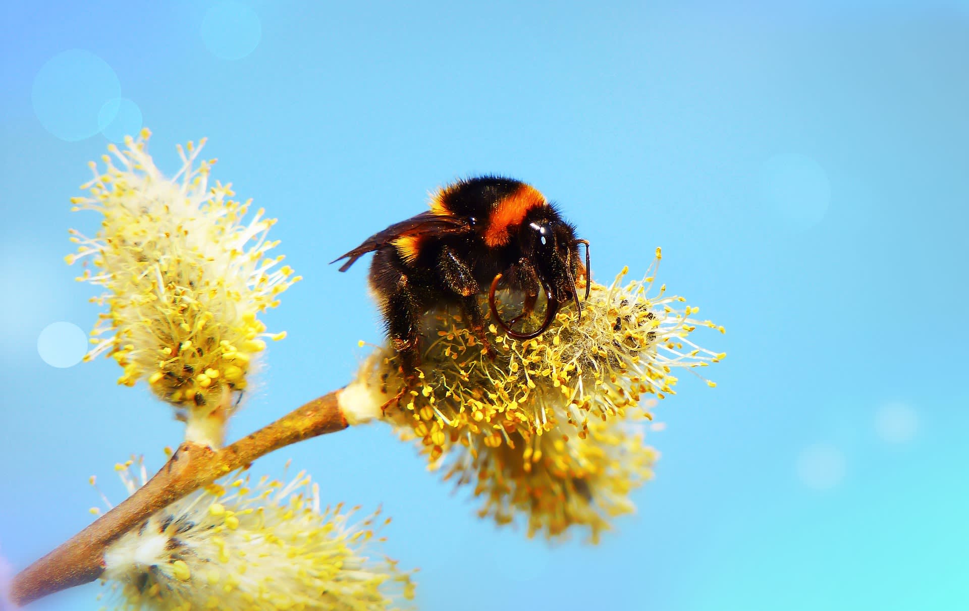 Čmeláci: Neútoční dobráci, kteří pomáhají včelkám s opylováním květů za každého počasí 2