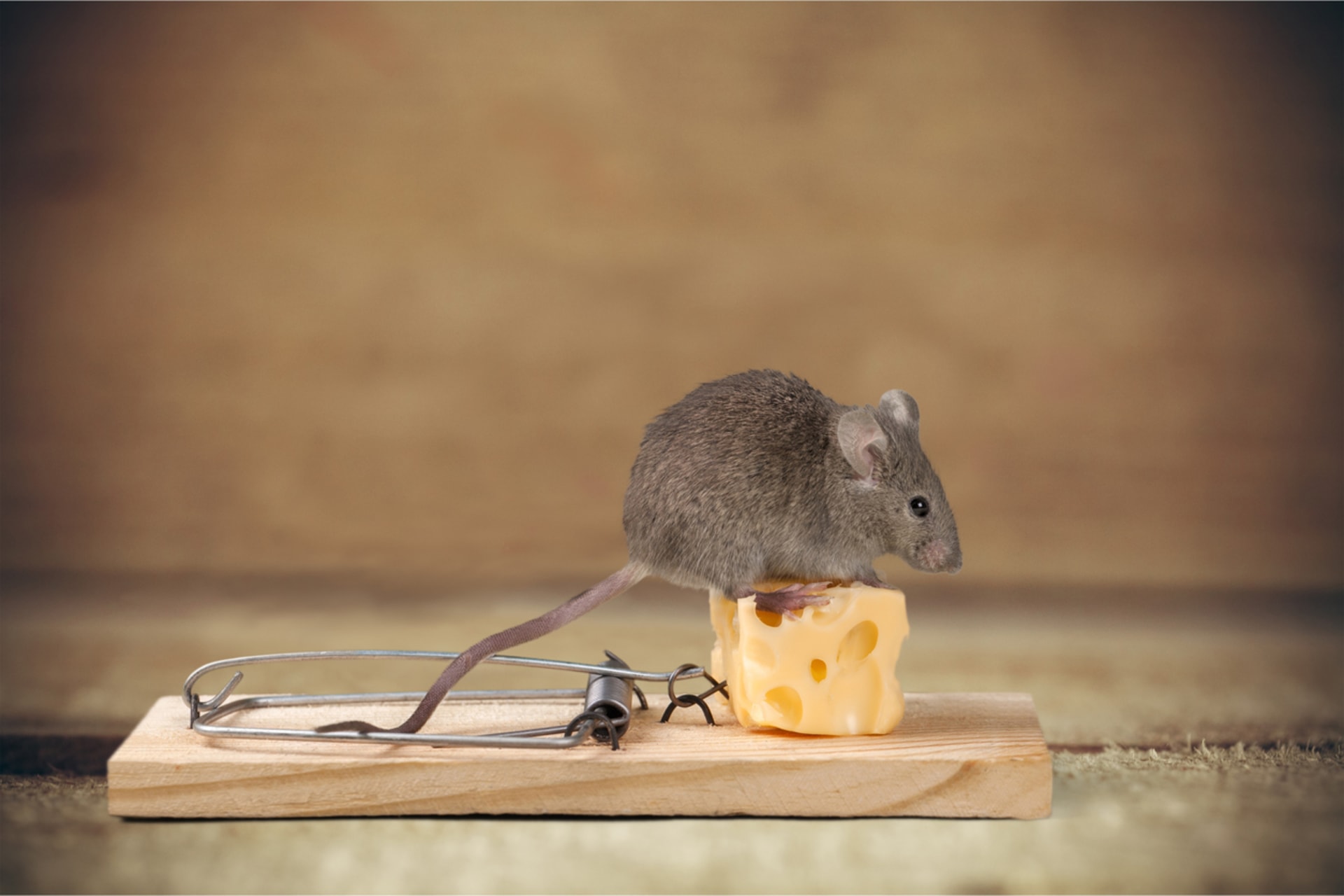 Myšku nalákáte na kus sýra.
