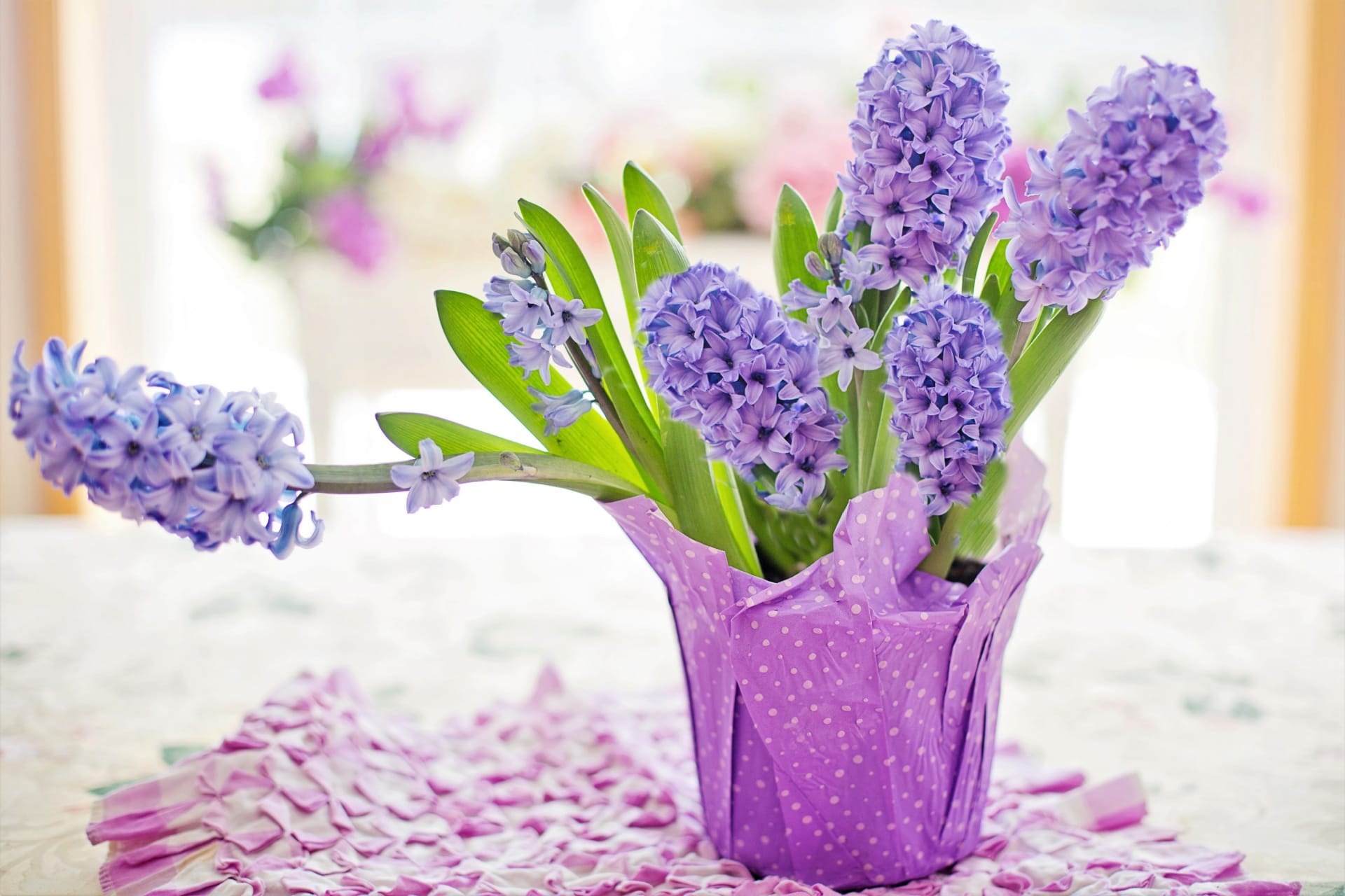 Hyacinty v květináči: v bytě při teplotě 16 až 20  stupňů Celsia  vydrží květ svěží až 3 týdny, při vyšších teplotách kvetou jen 1 až 2 týdny