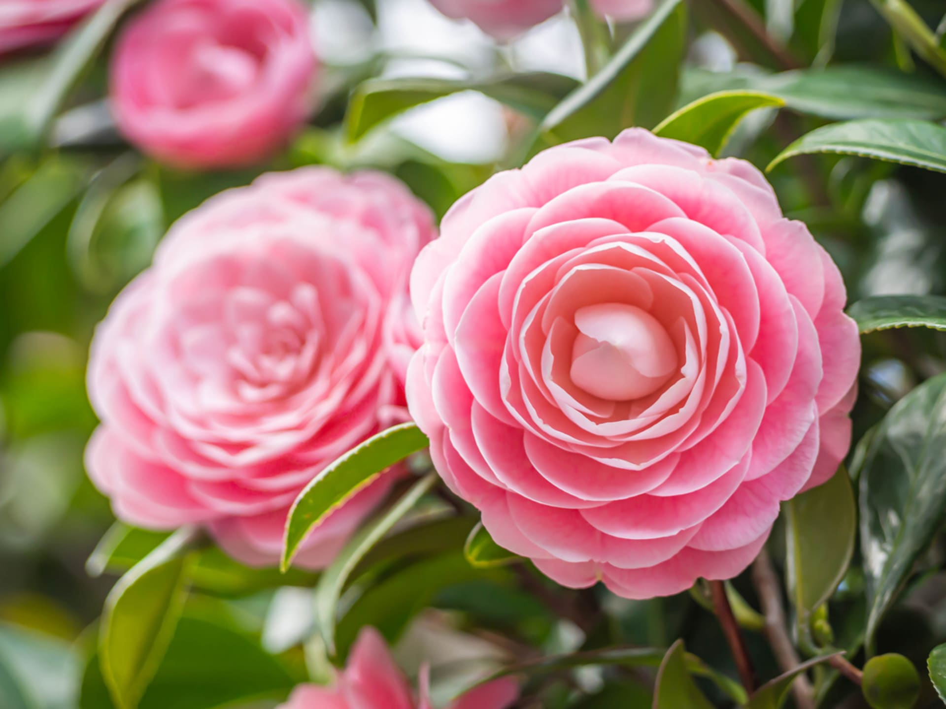 Kamélie (Camellia japonica) jsou trochu choulostivé a rozmarné krásky, ale jejich nádherné květy stojí za trochu námahy při jejich pěstování. 