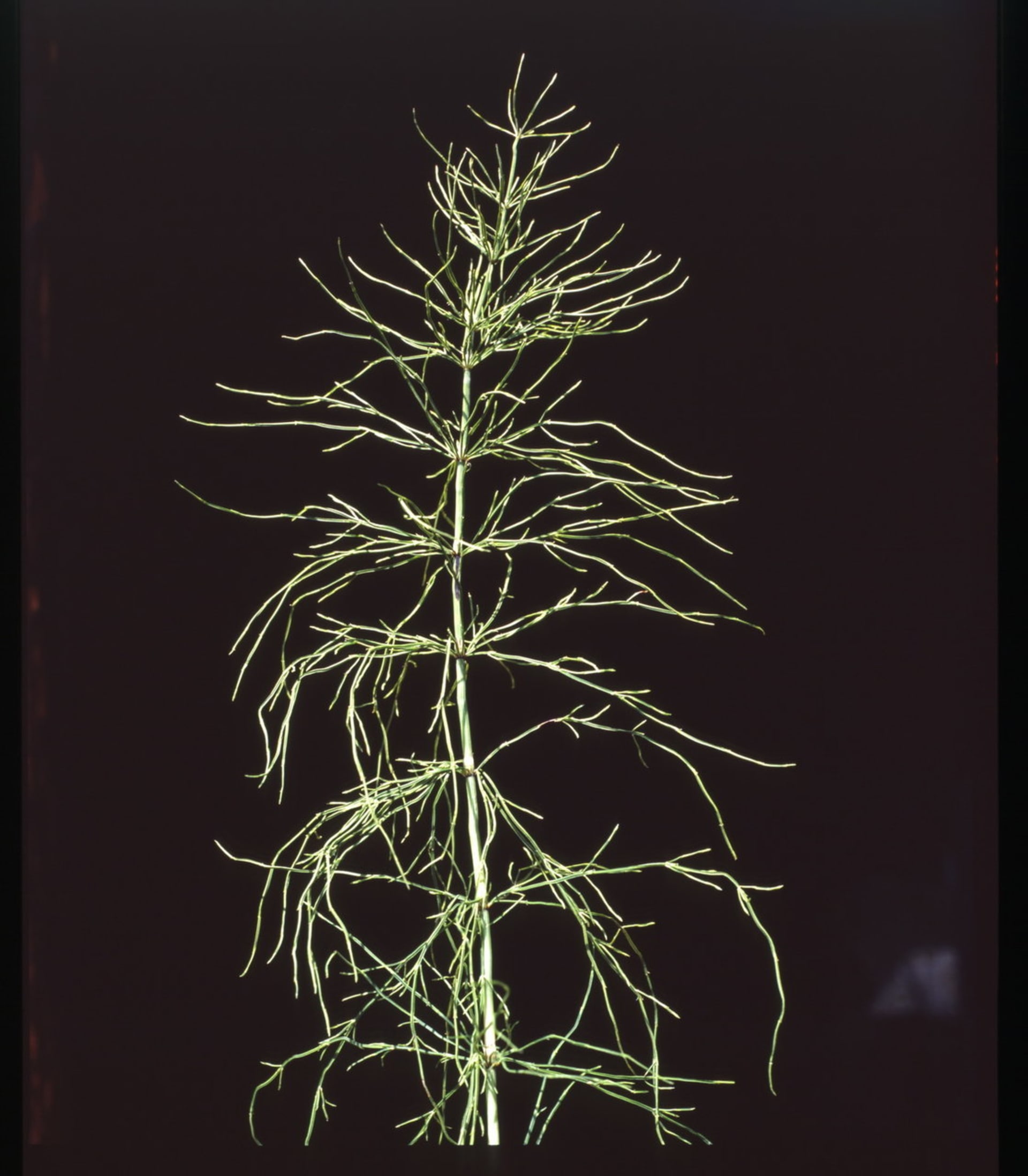 Přeslička rolní/Equisetum arvense L.