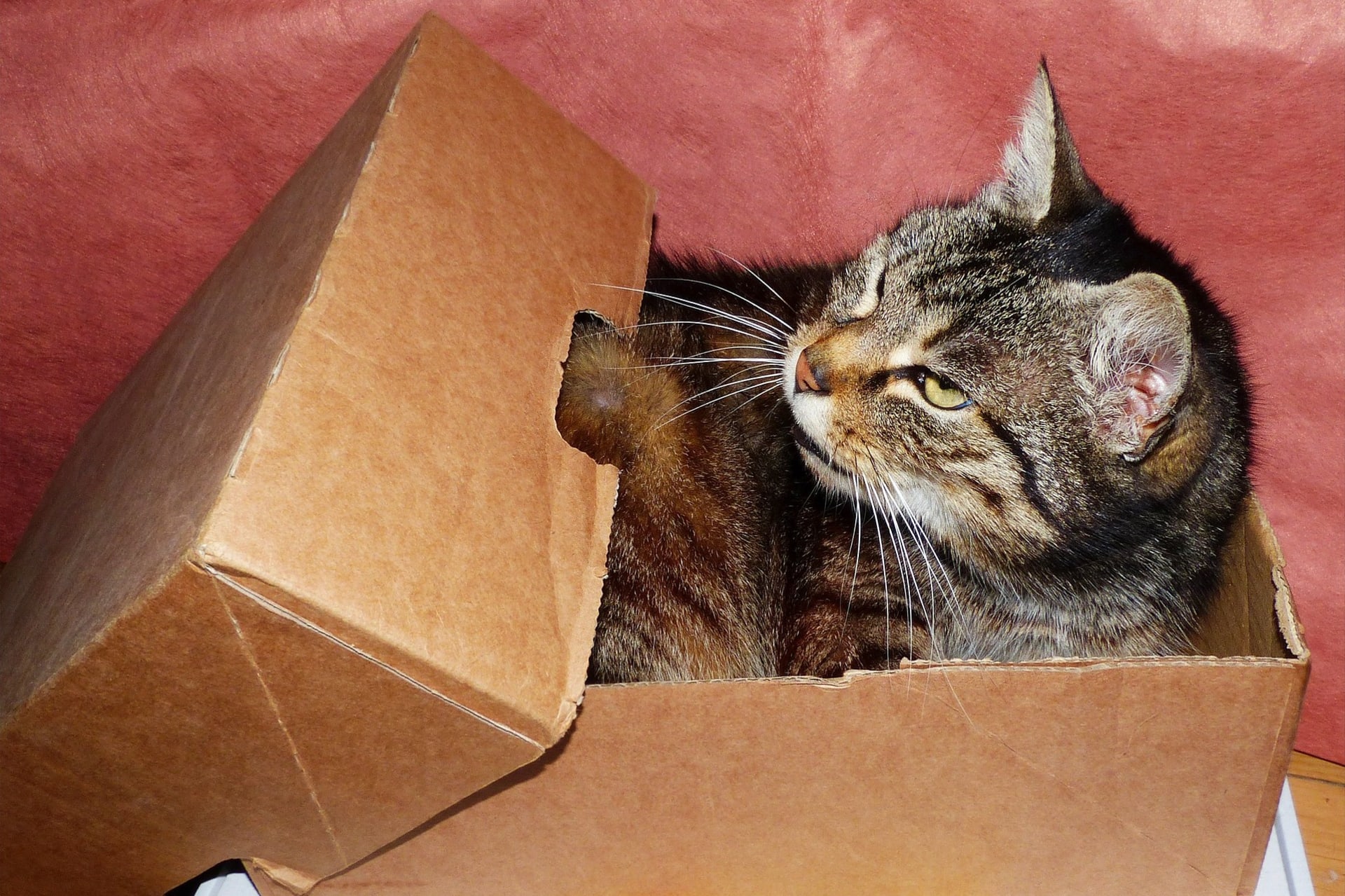 Krabice kočky přímo zbožňují
