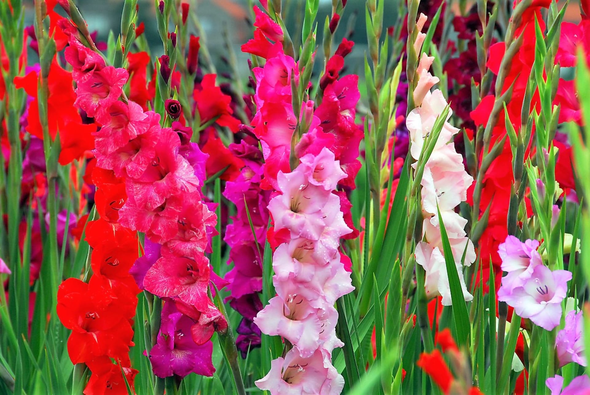 Šest nejkrásnějších letních cibulovin: Gladioly, česky mečíky (Gladiolus) jsou oblíbené rostliny s nádhernými květy, které vyniknou na letních záhonech a v nádobách, navíc dlouho vydrží ve váze