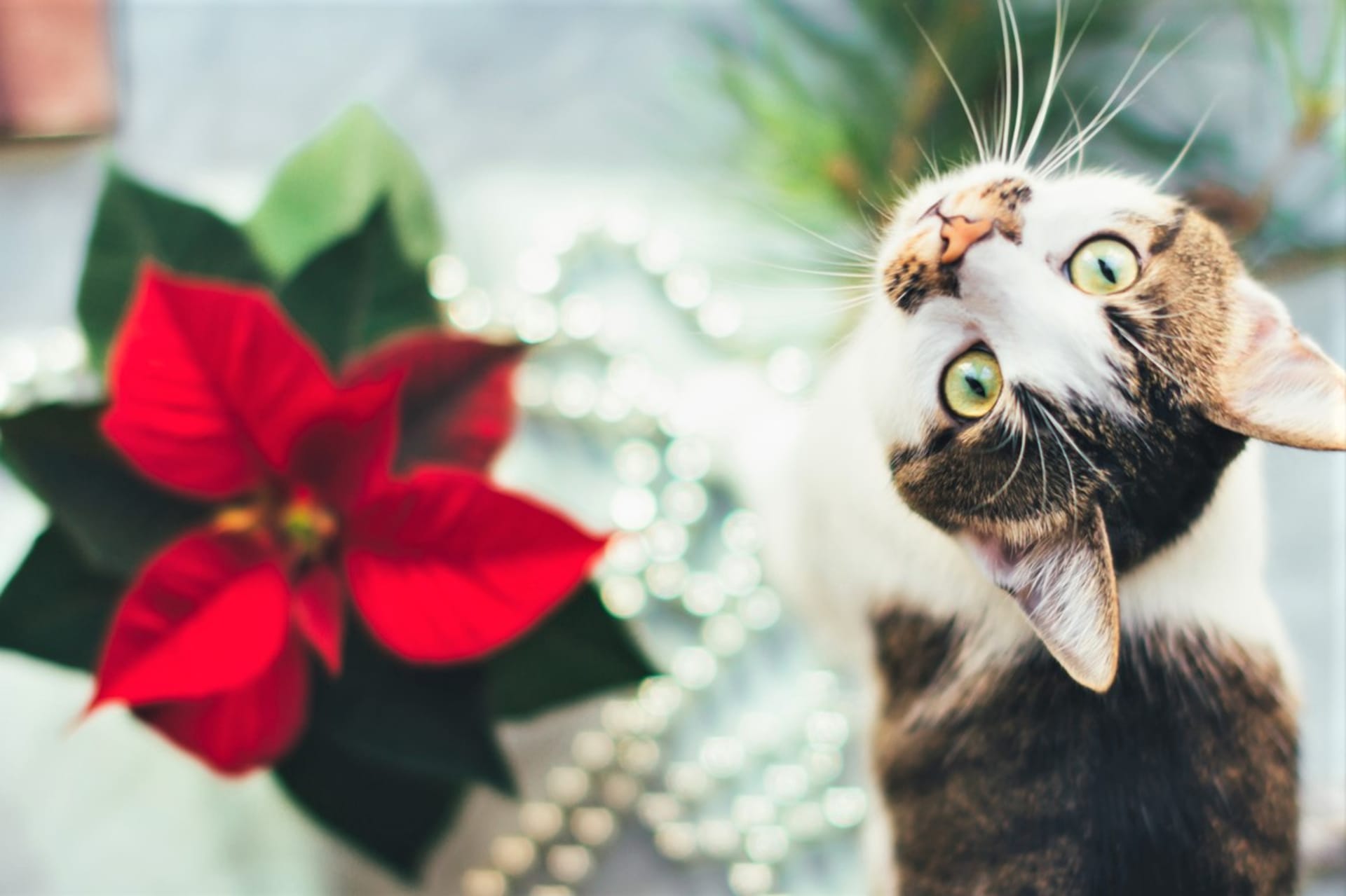 Vánoční hvězda (ale třeba i brambořík) je jedovatá a její pozření může být pro vaši kočičku osudné