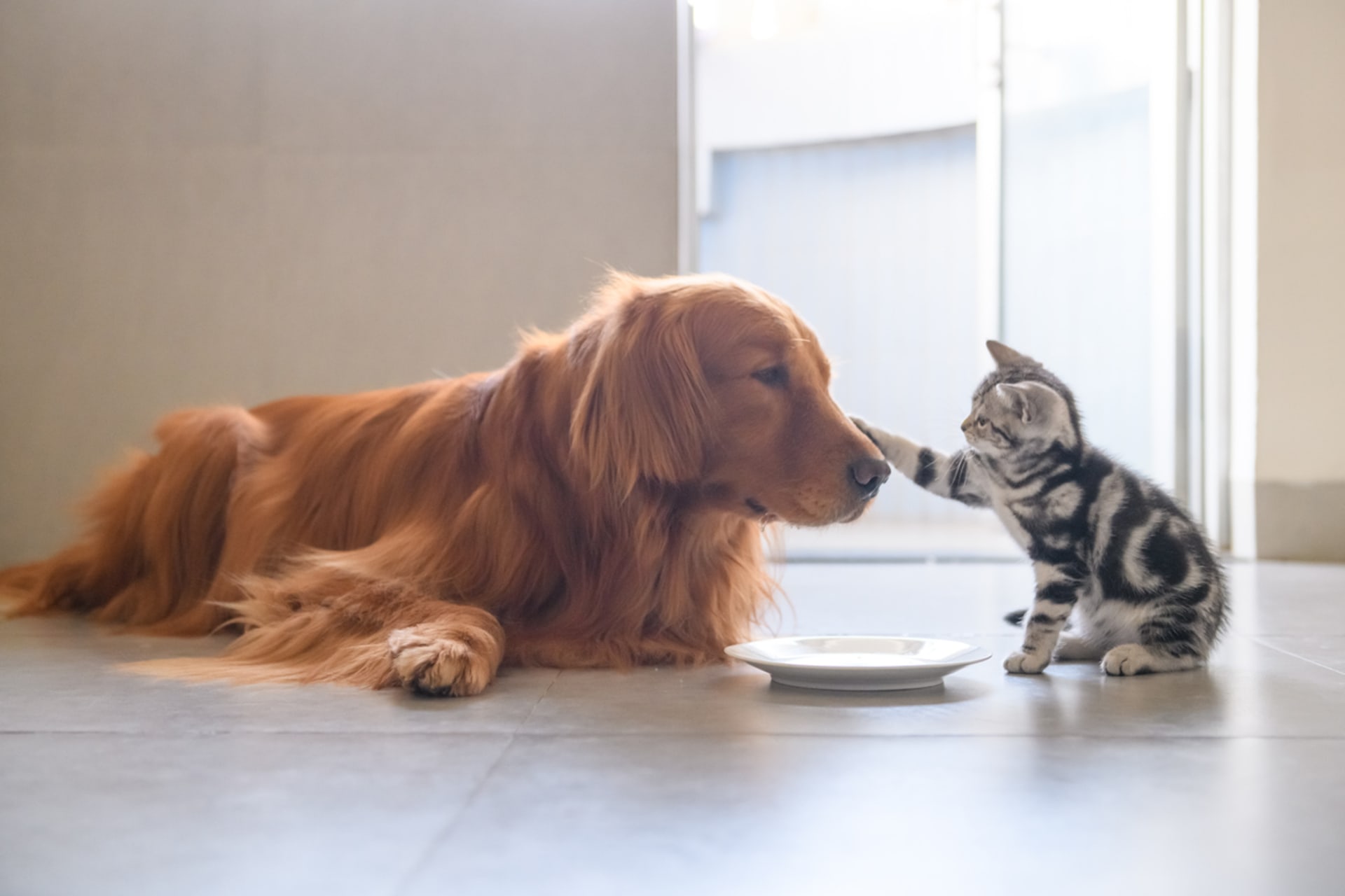 Pes a kočka spolu umí kamarádit 