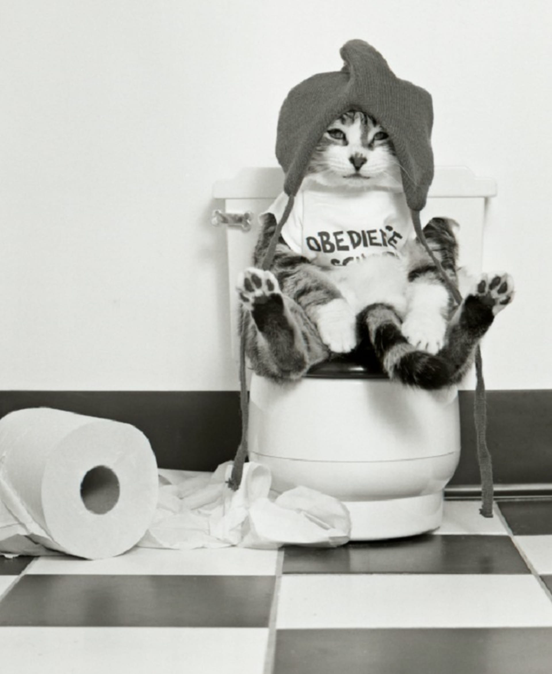 Kočičí toalety - Obrázek 8