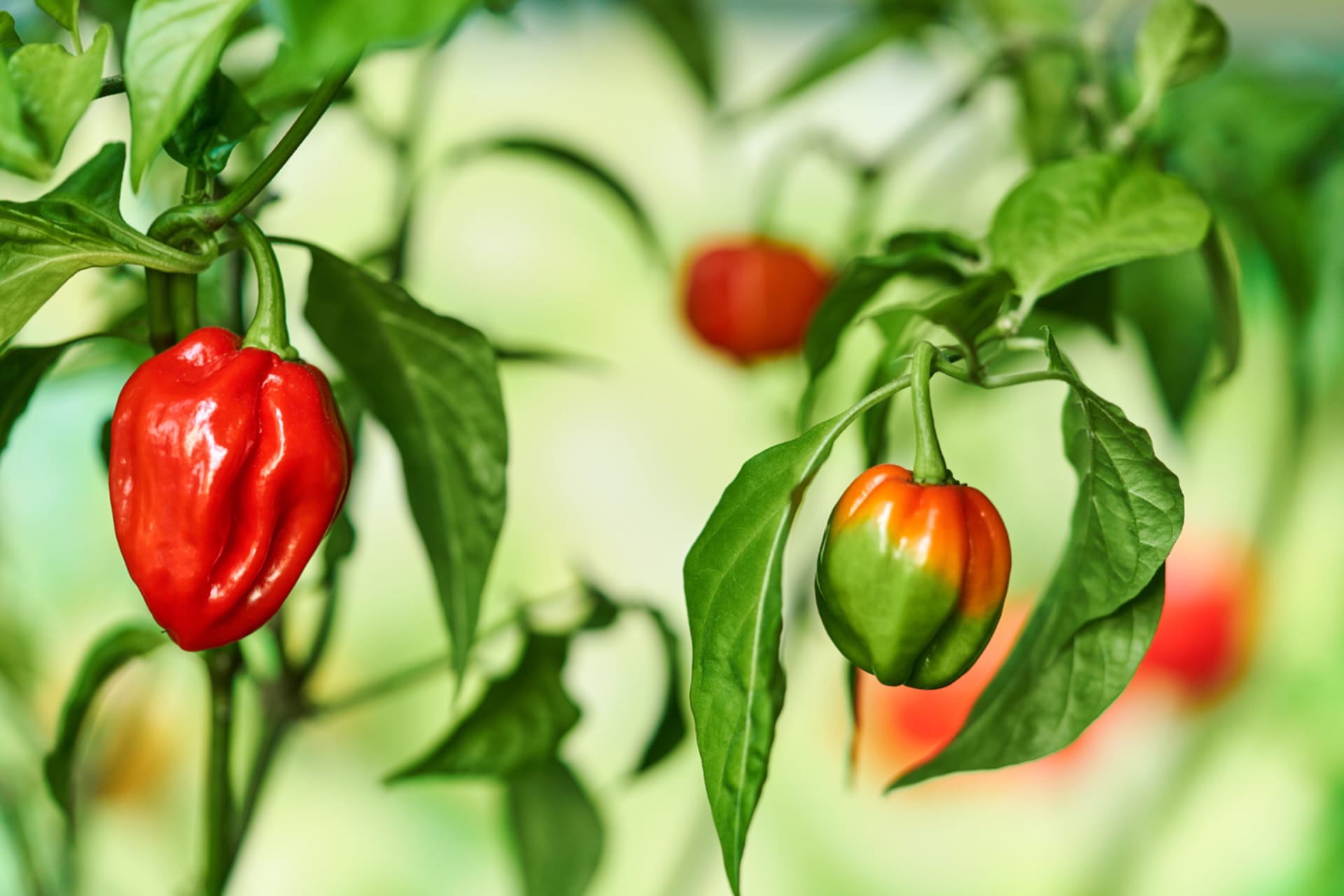 Jak pěstovat chilli papričky 7