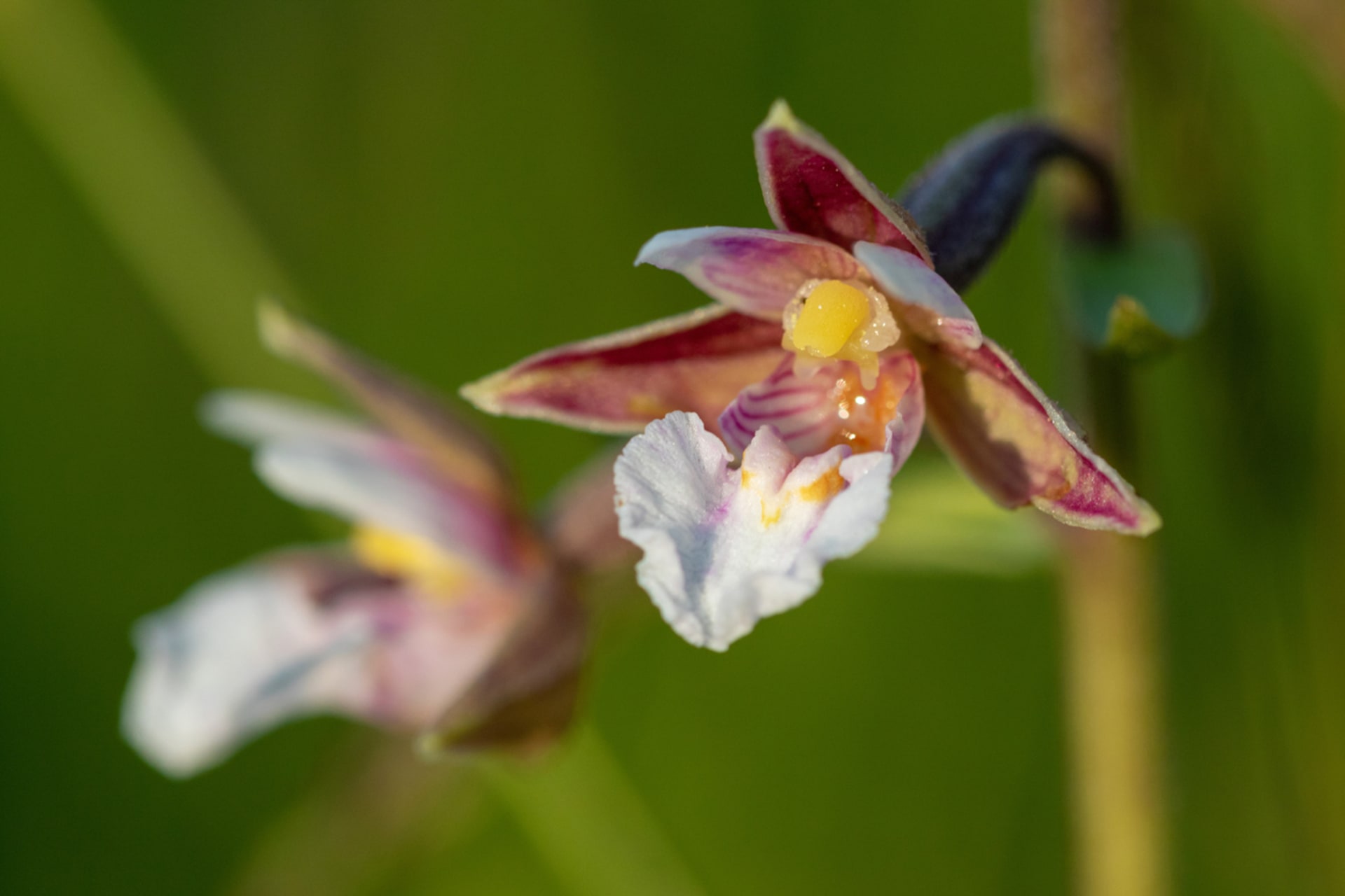 Zemní orchideje, které můžete právě teď potkat v přírodě 1