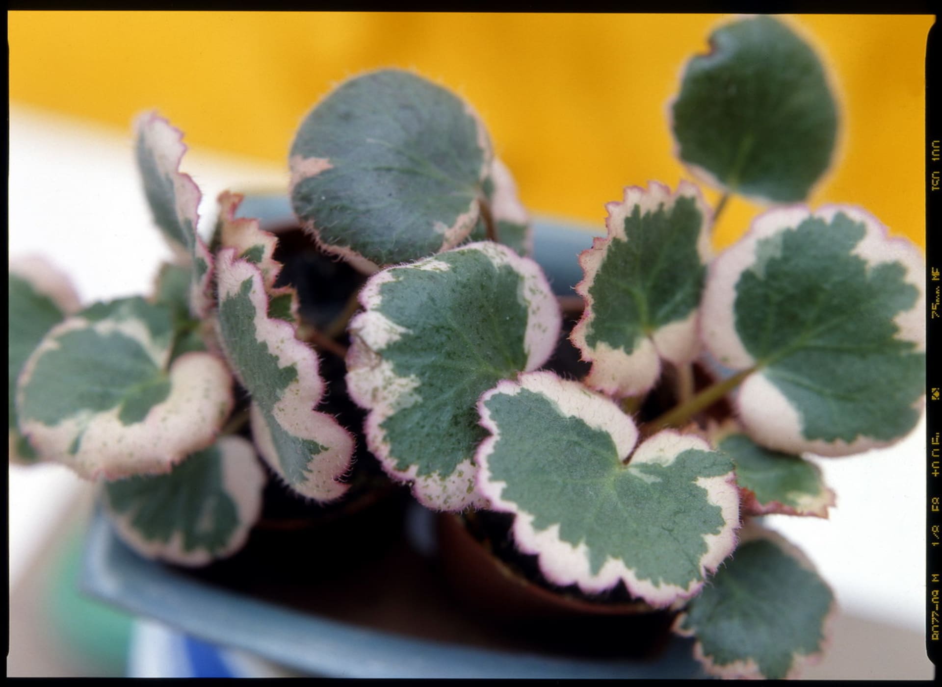 Lomikámen/Saxifraga sarmentosa tricolor