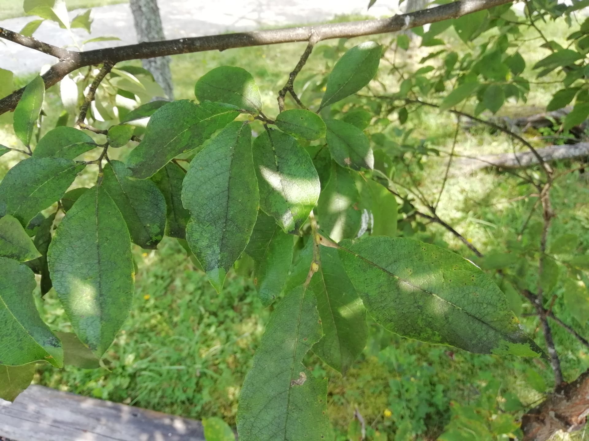 Vrba jíva (Salix caprea L.)