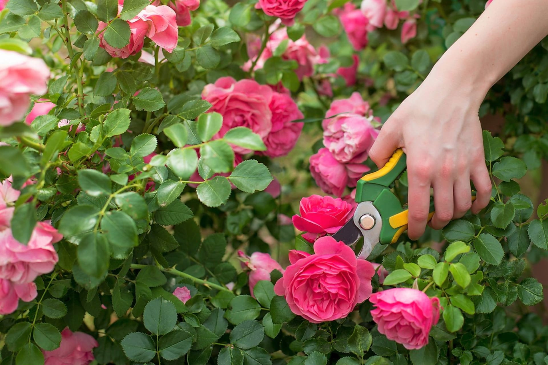 Jak se starat o růže: Odkvetlé květy odstraňujeme ihned po odkvětu s asi dvěma nejbližšími listy, nebo nad prvním listem, který se skládá ze všech pěti plátků.