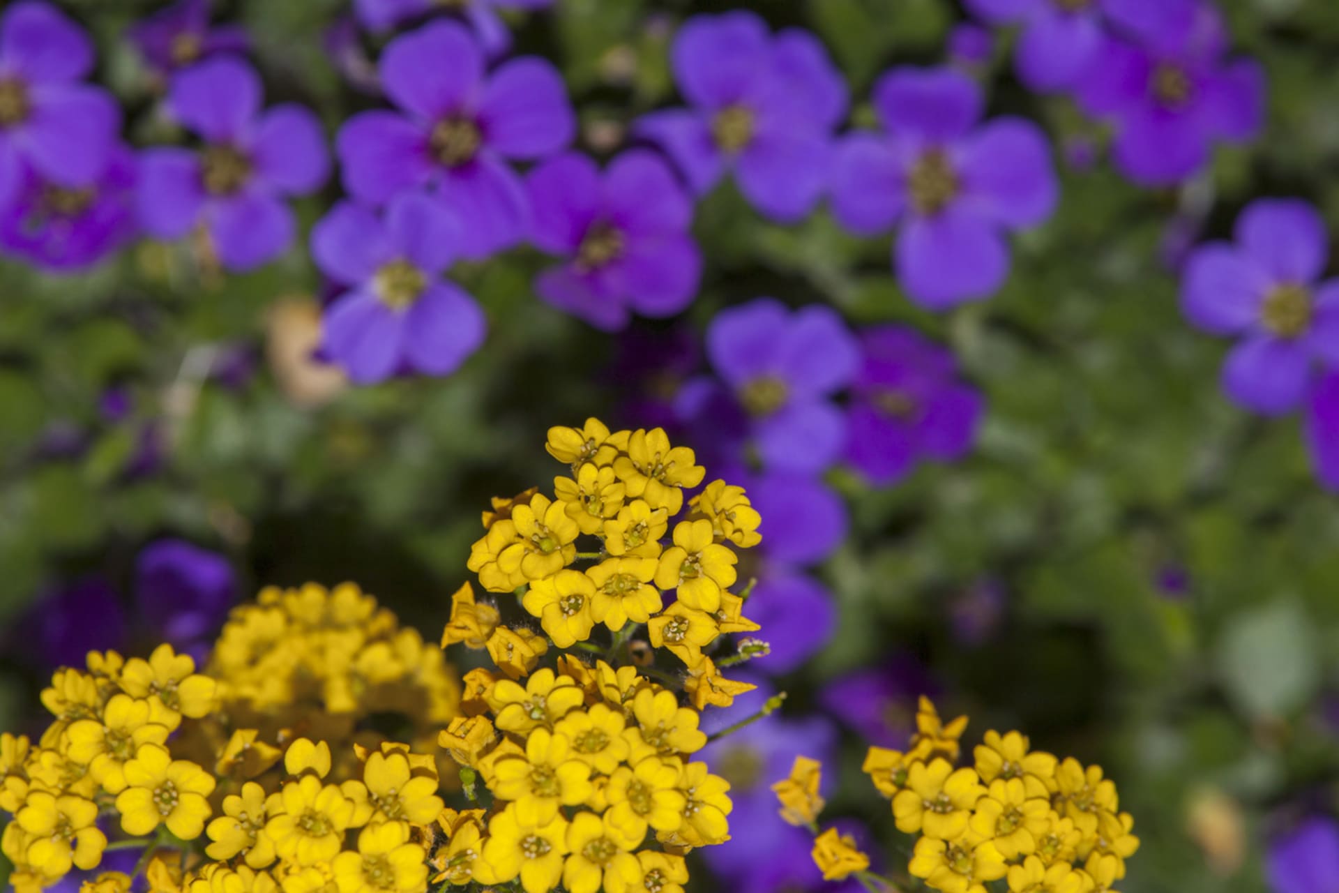 Medonosné skalničky nakrmí vyhládlé včely i díky velkému množství květů
