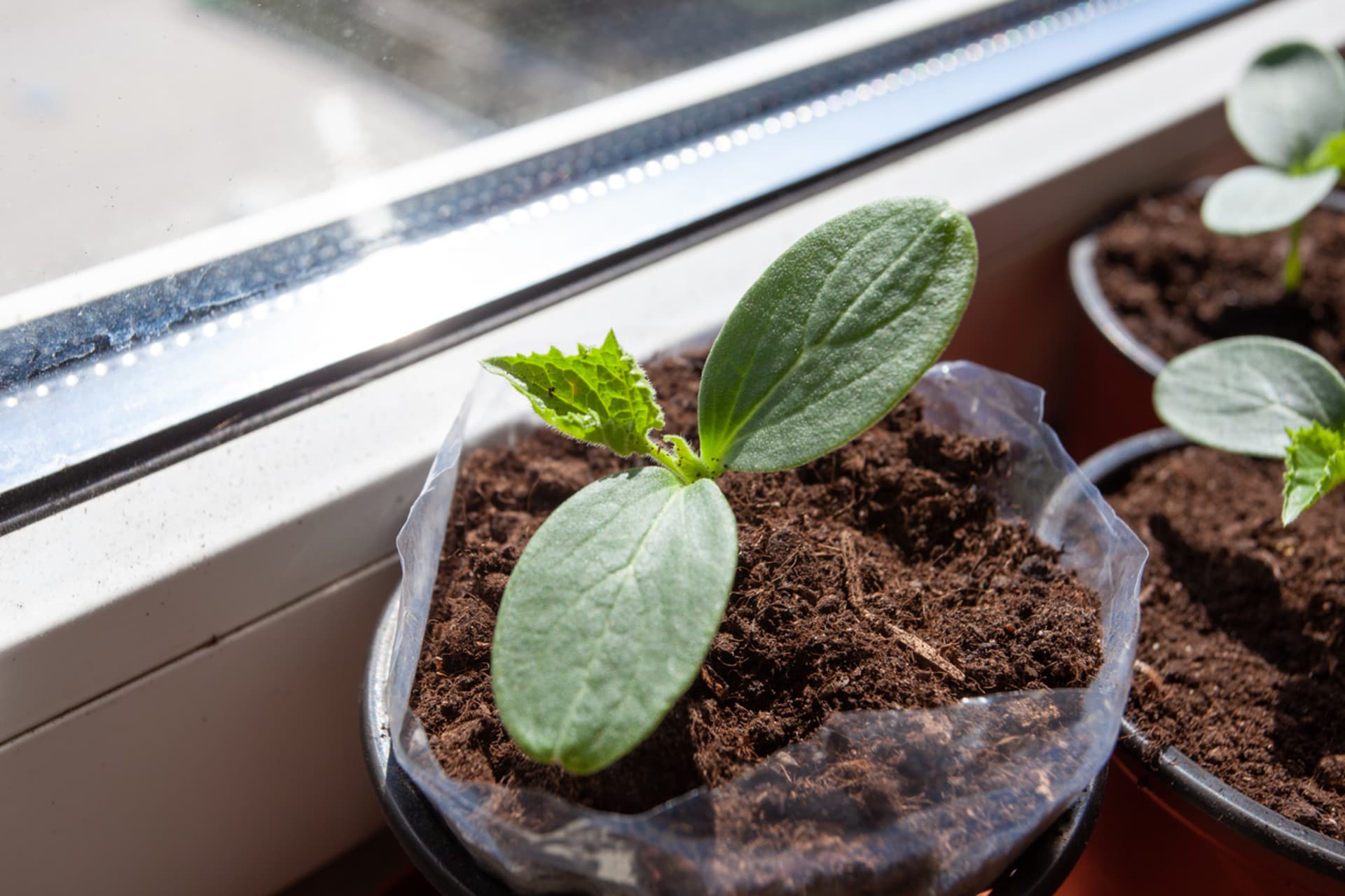 Sazenice pěstujte doma za oknem