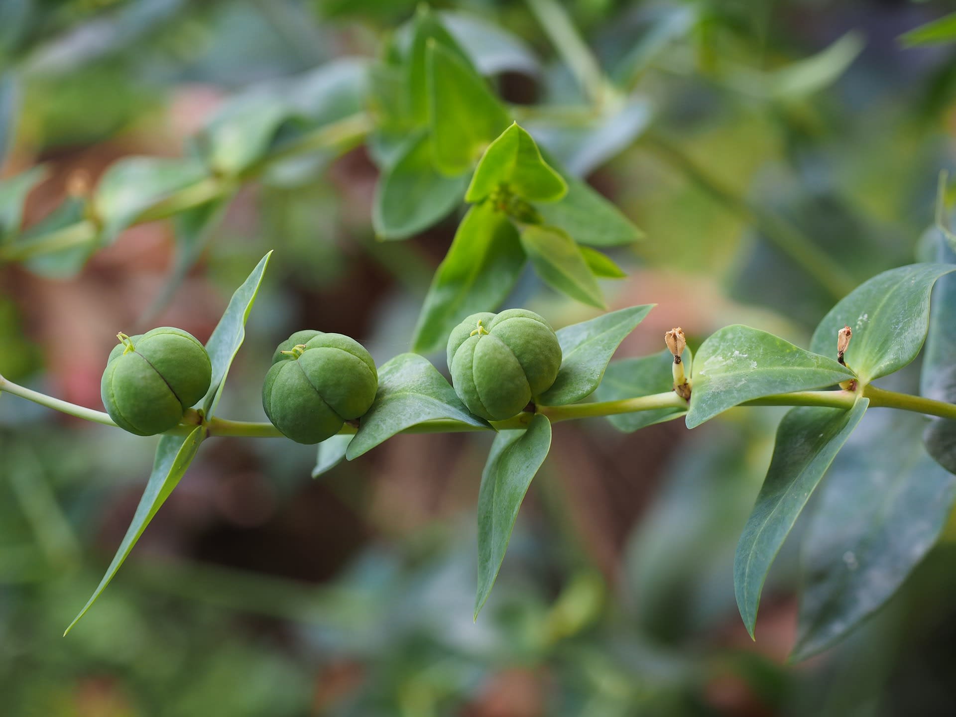 Pryšec (Euphorbia) 3