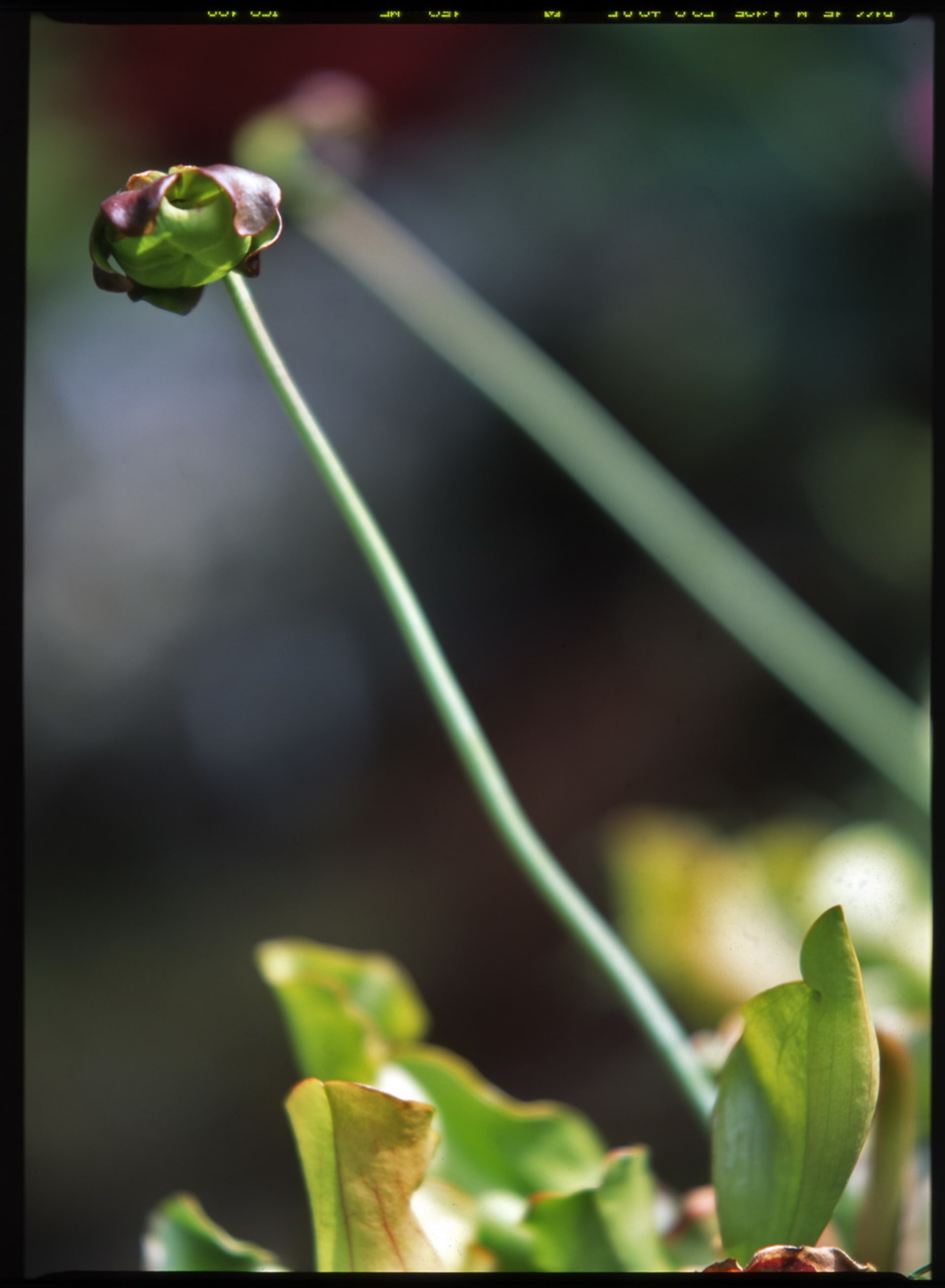 Saracenie/Sarracenia hybrida