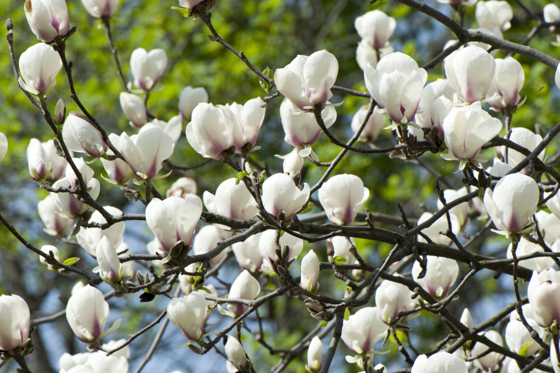 Krása magnolie - Obrázek 1